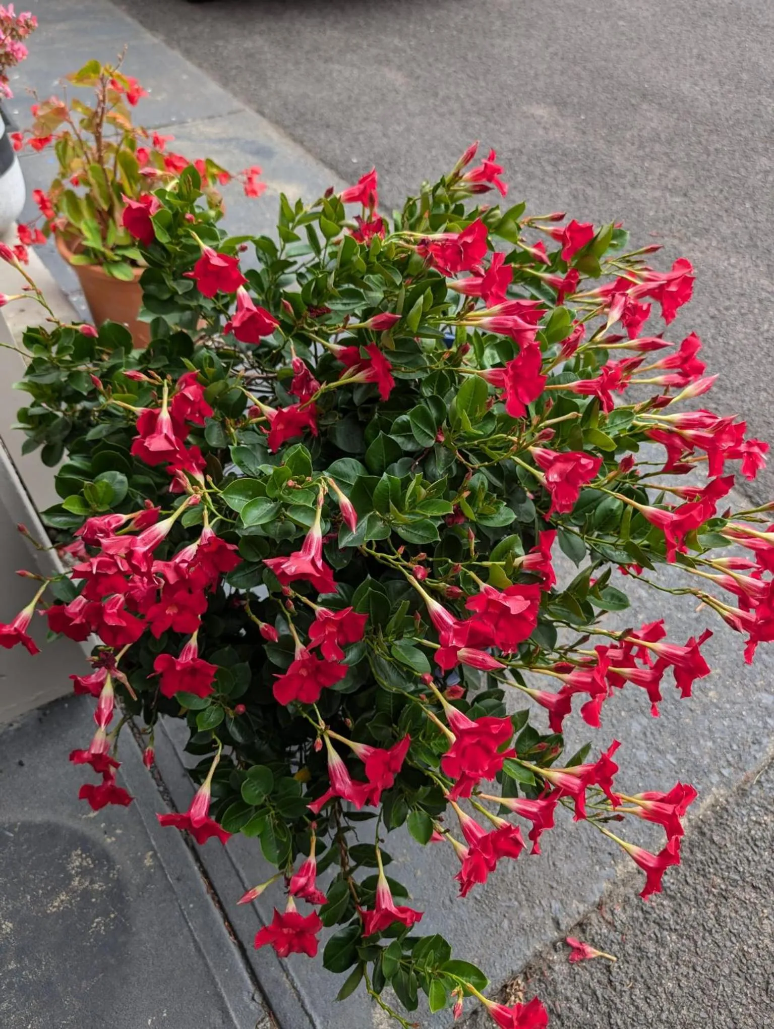 Morwell Parkside Motel