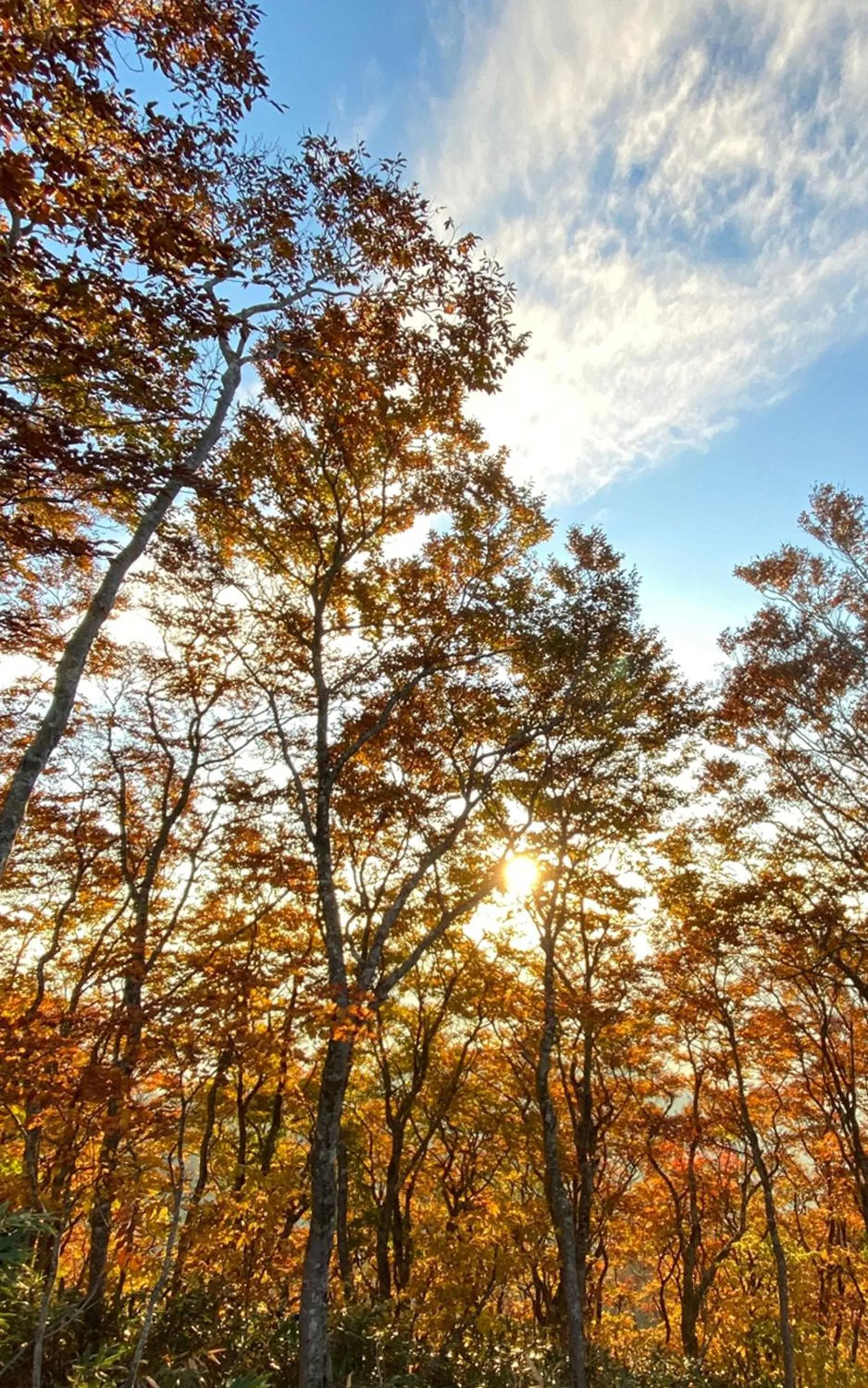 Natural landscape in Nozawa View Hotel Shimataya
