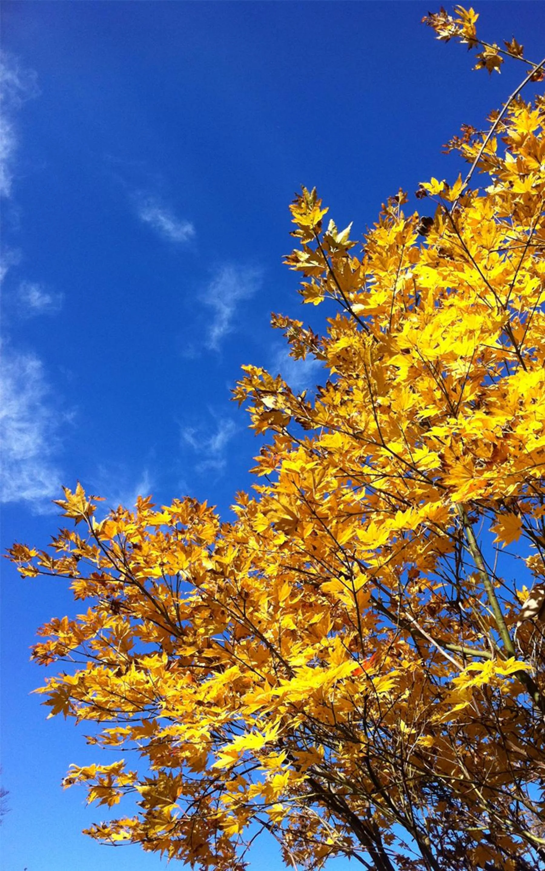 Autumn in Nozawa View Hotel Shimataya