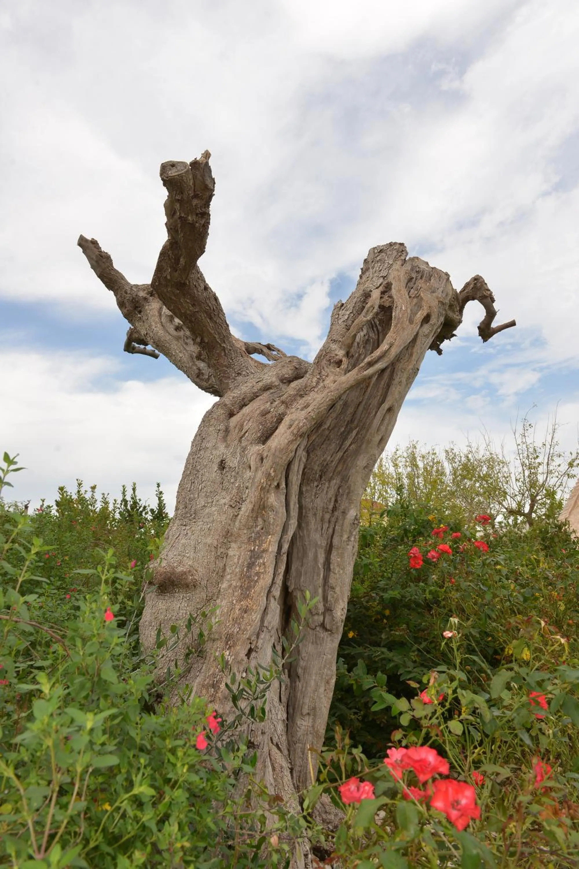 View (from property/room) in Masseria Corte Masseriola