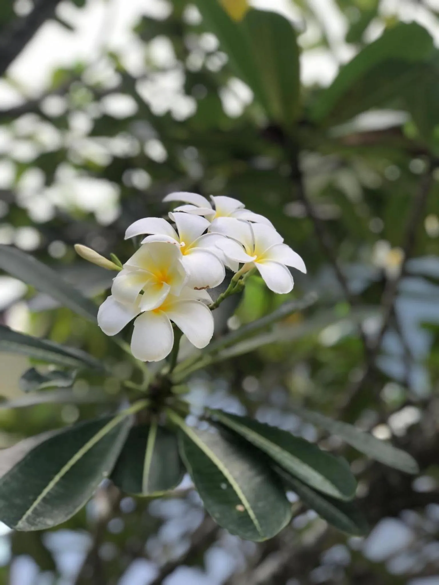 Garden in Ibiza Bungalows