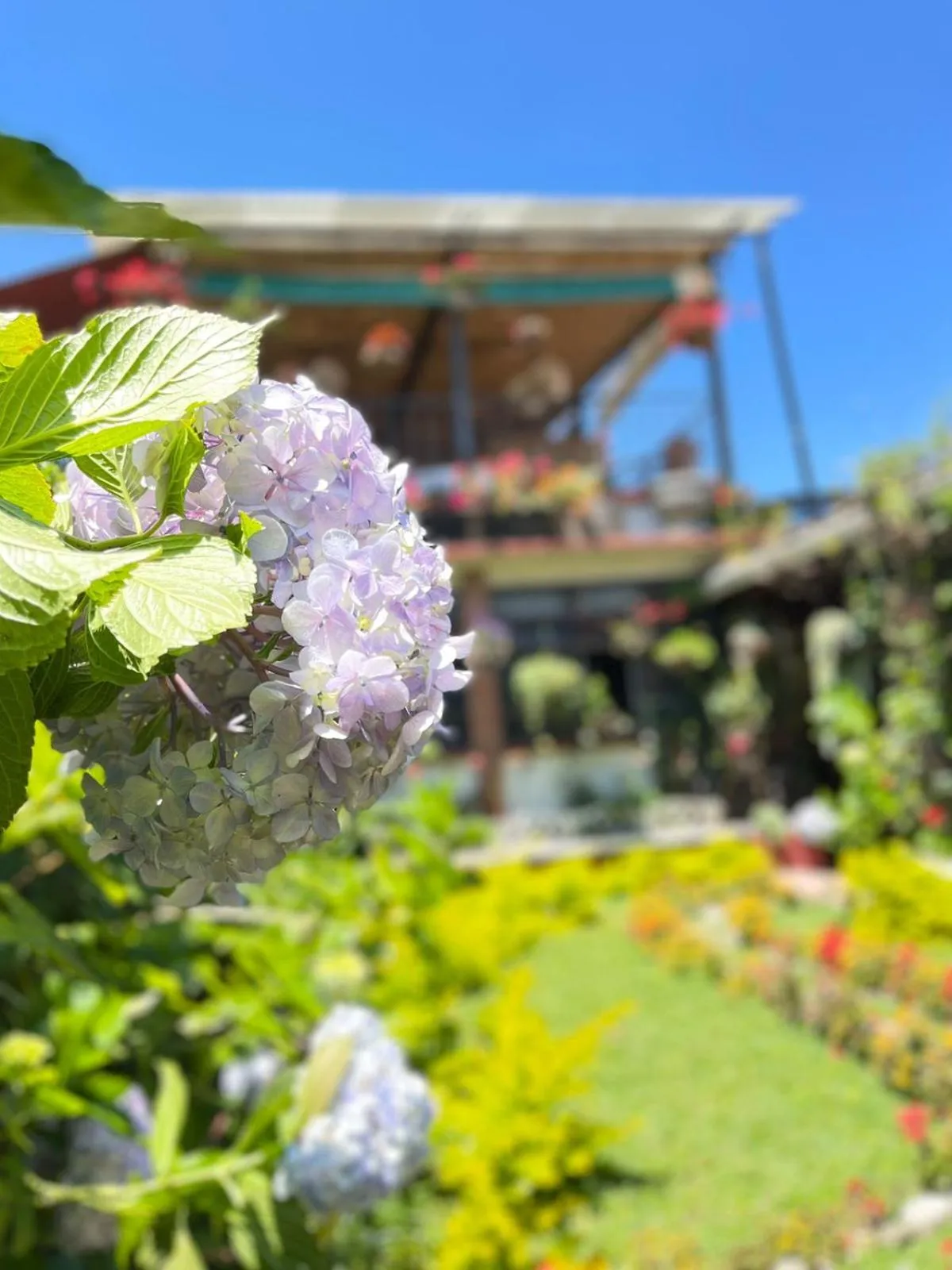 Balcony/Terrace in Hotel Casa Chapultepec