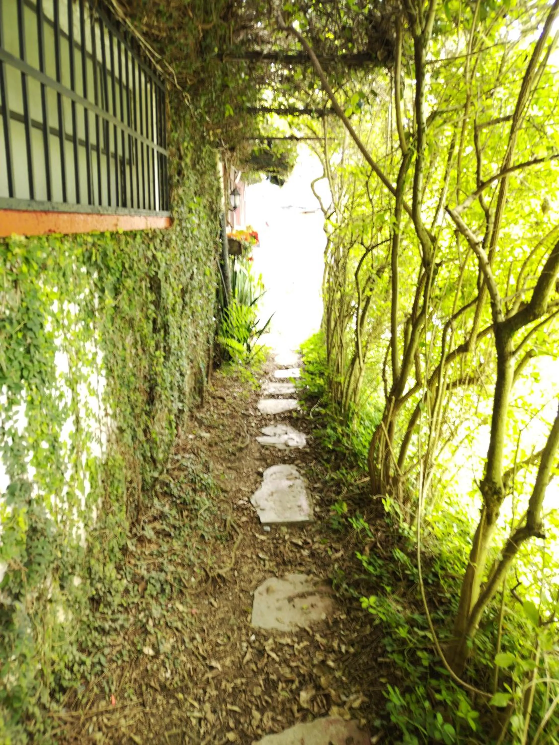 Natural landscape in Hotel Casa Chapultepec