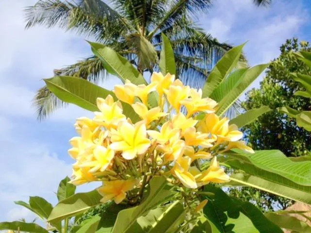 Garden in Kebun Rohani Cottages