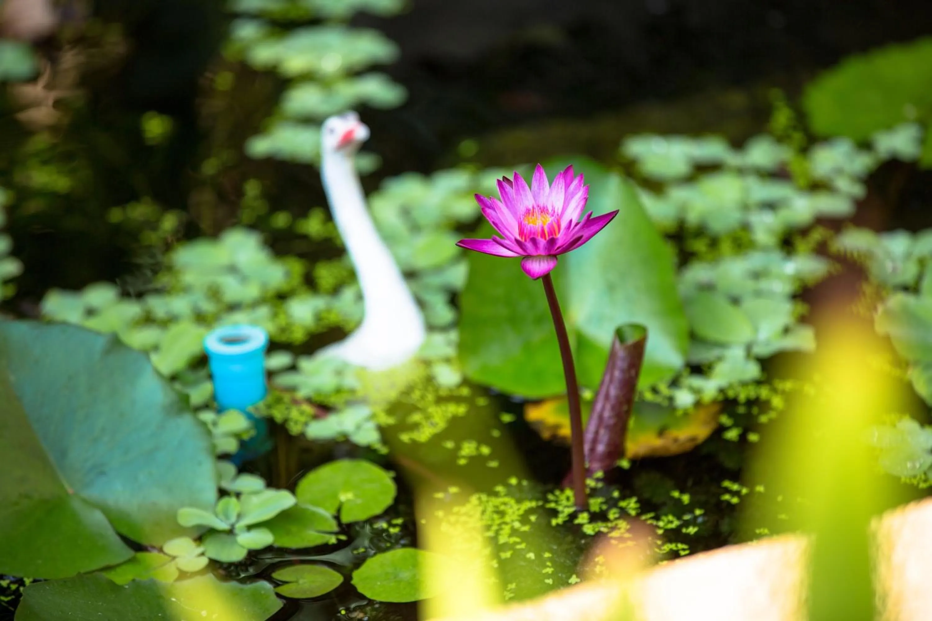 Garden in Aumpai Luxury