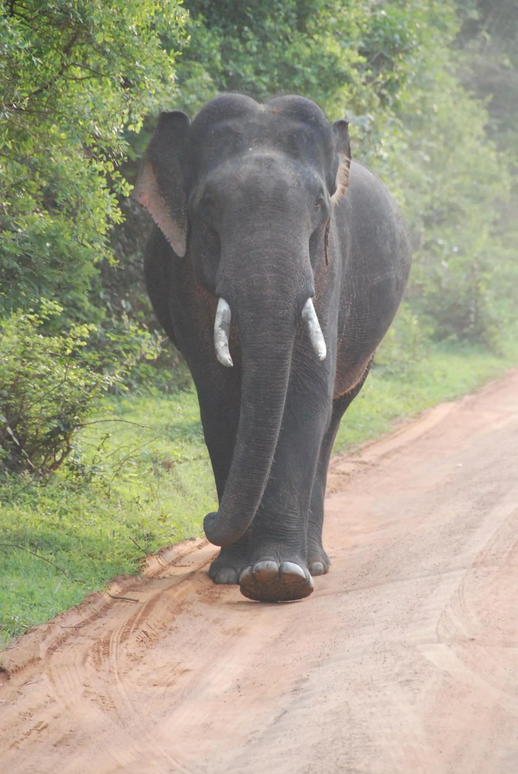 Property building in Yala Peace Cottages