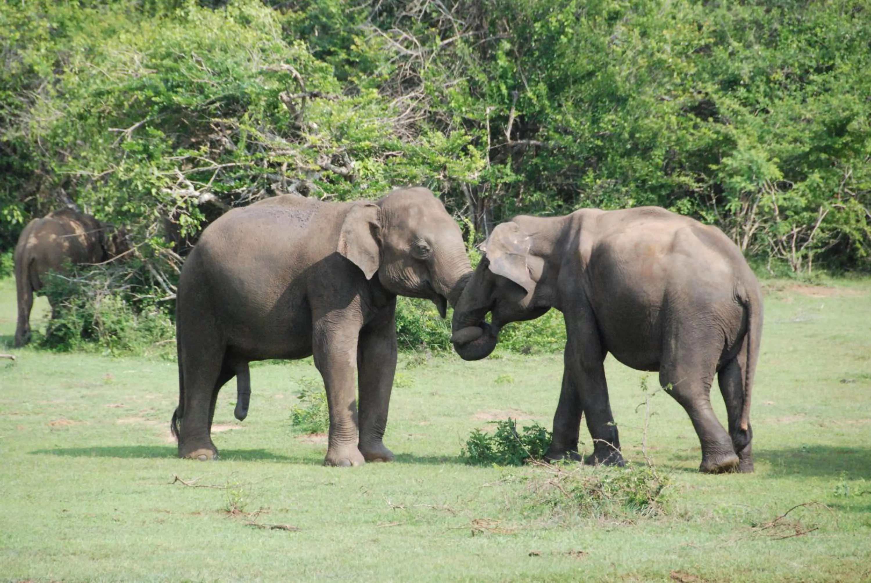 Property building in Yala Peace Cottages