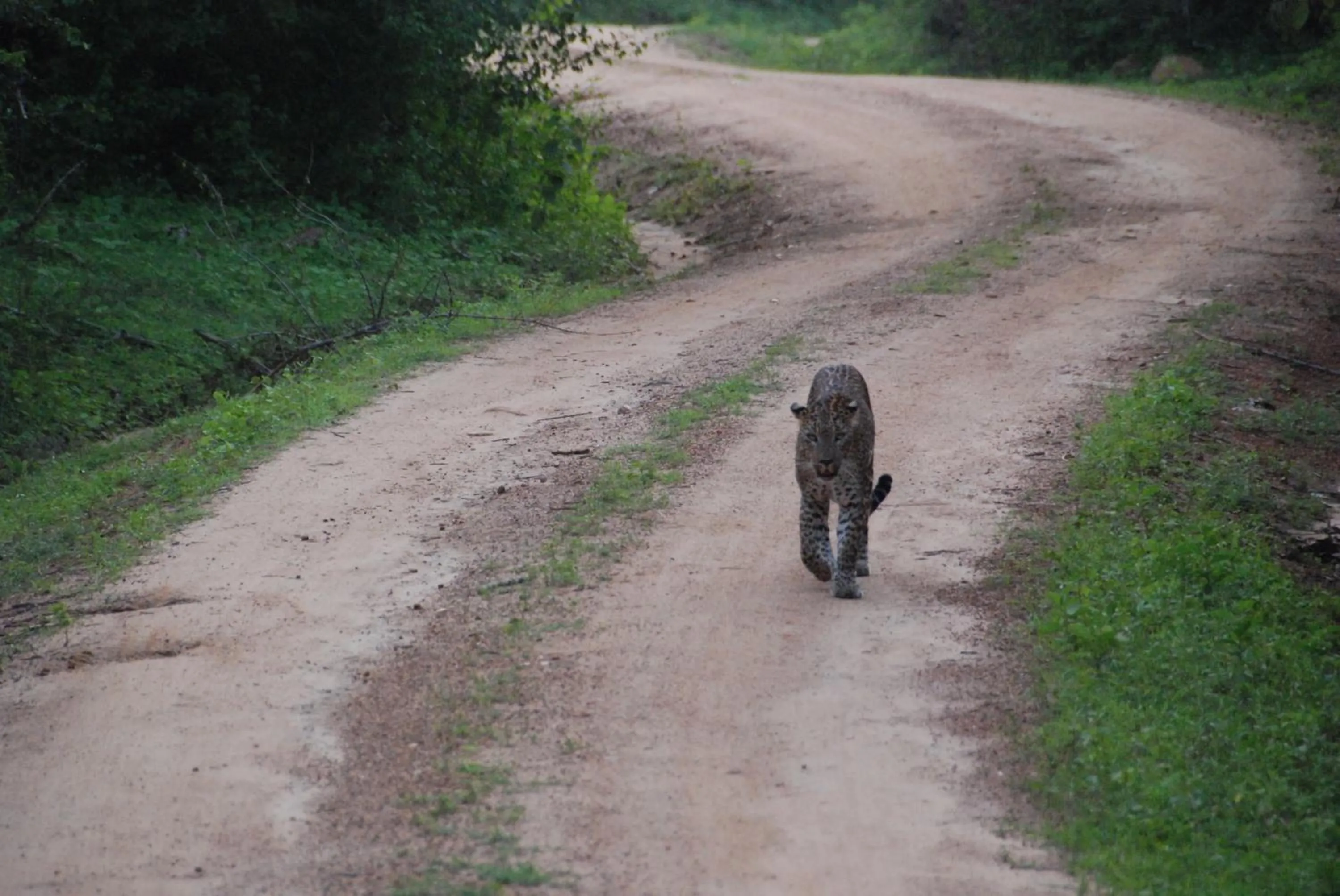 Property building in Yala Peace Cottages