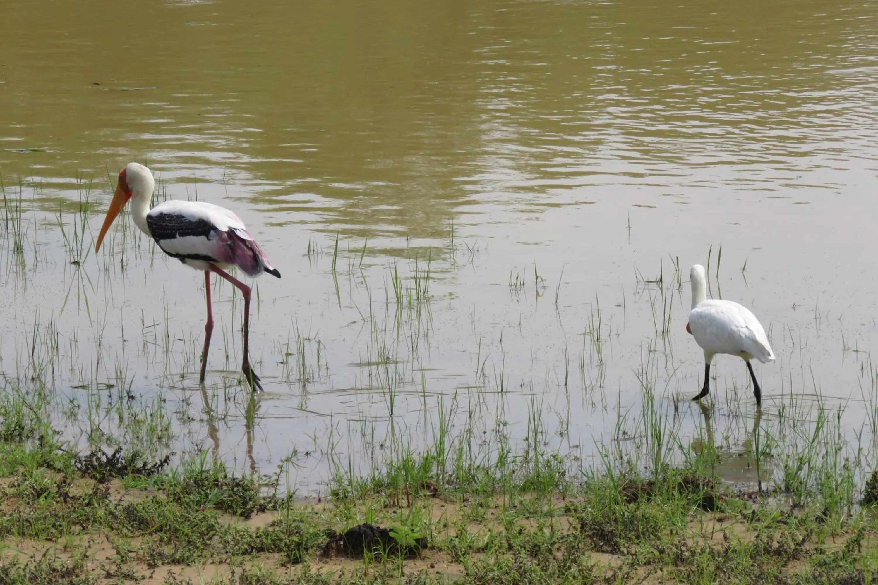Property building in Yala Peace Cottages