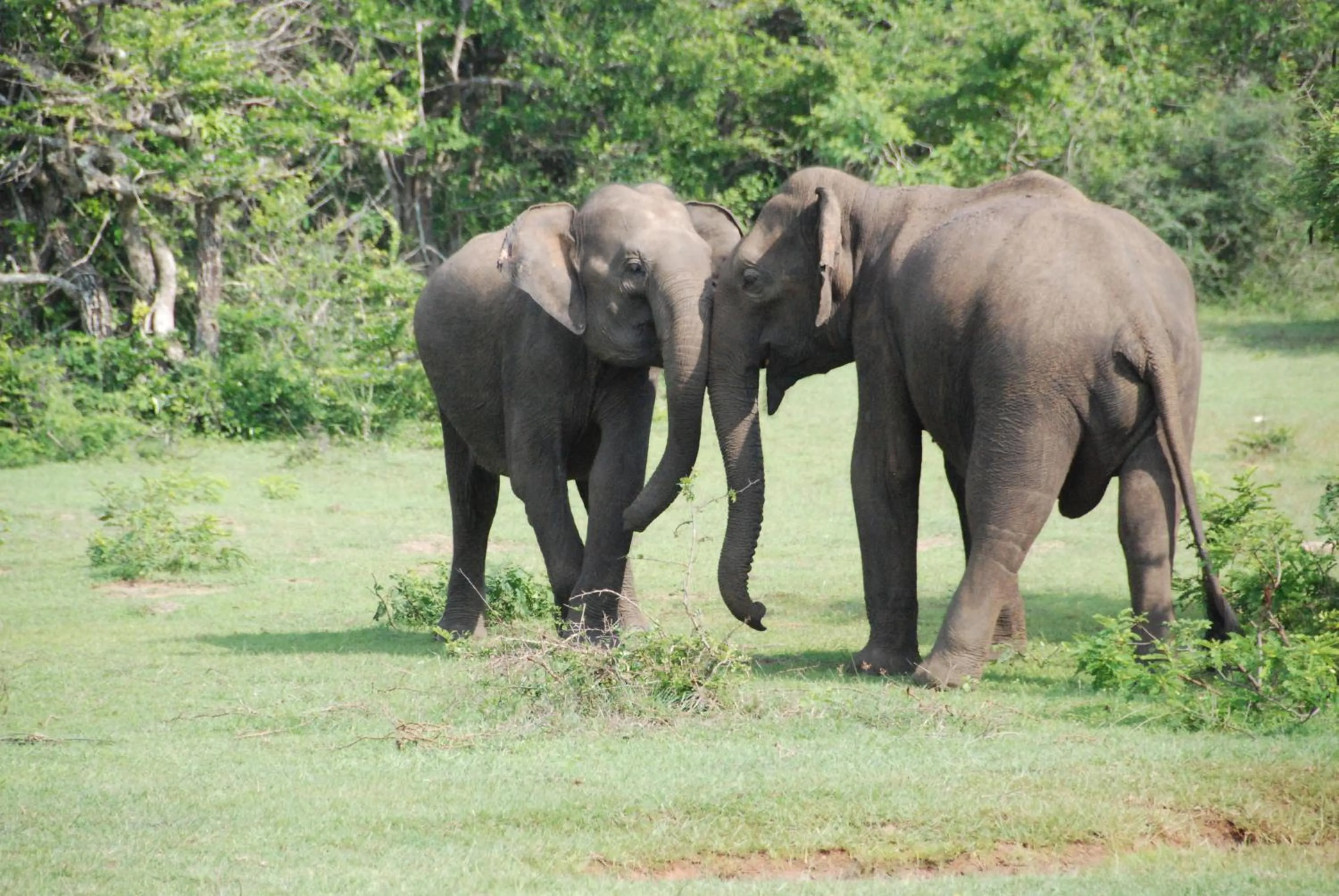 Property building in Yala Peace Cottages