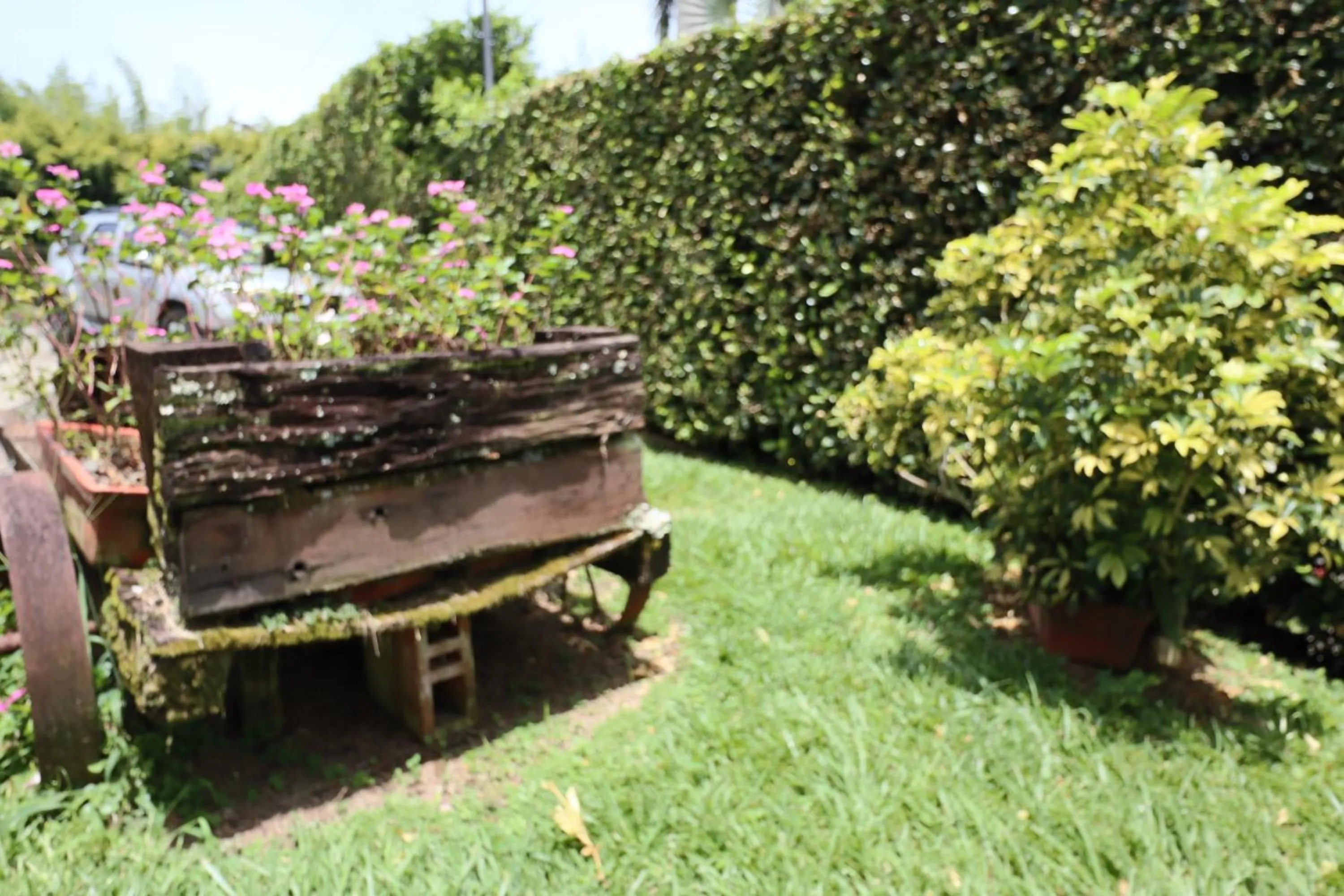 Garden in Hotel Syvanna Wellness and Spa