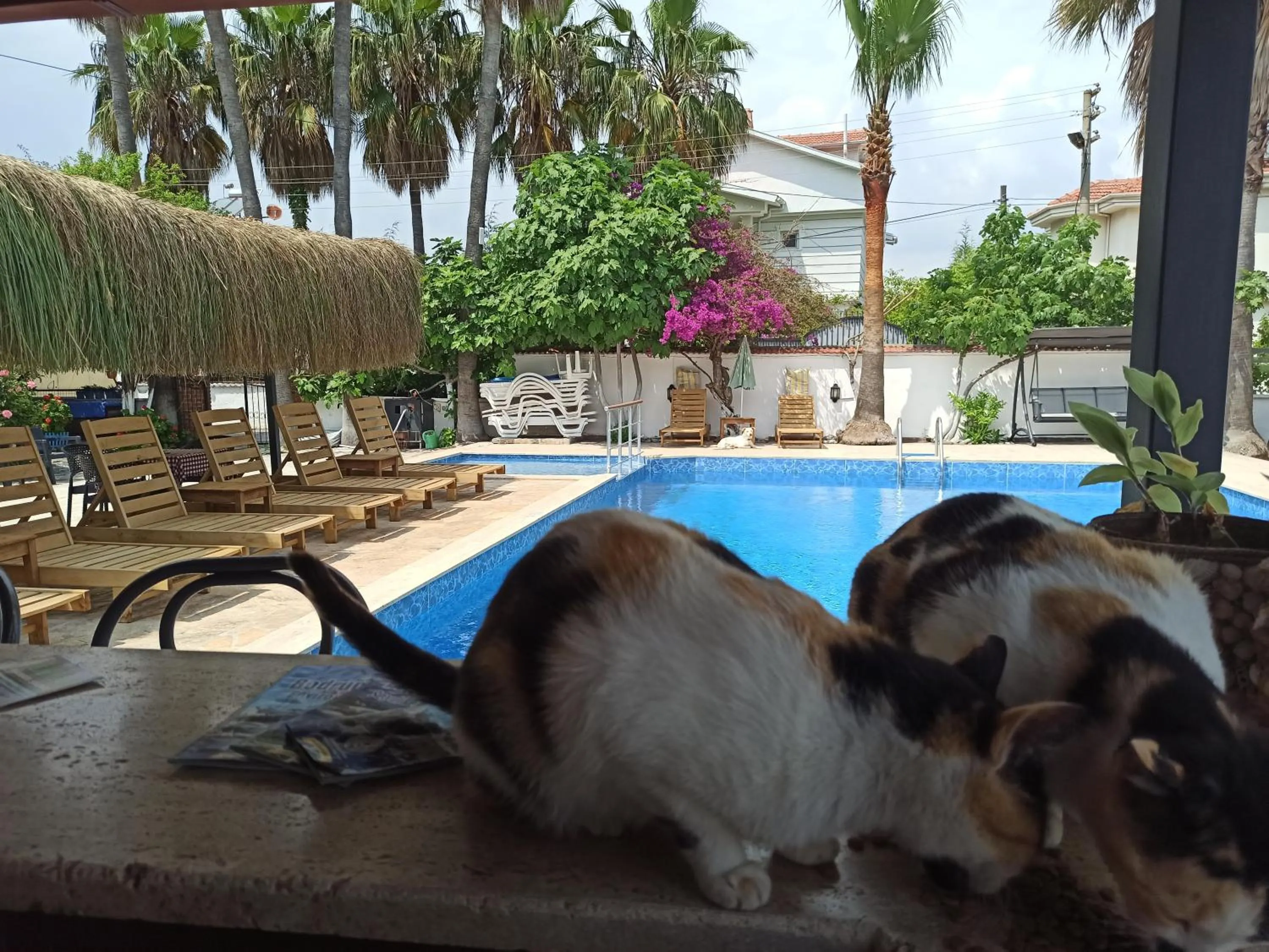 Pets in Işıl Suit Apart Otel