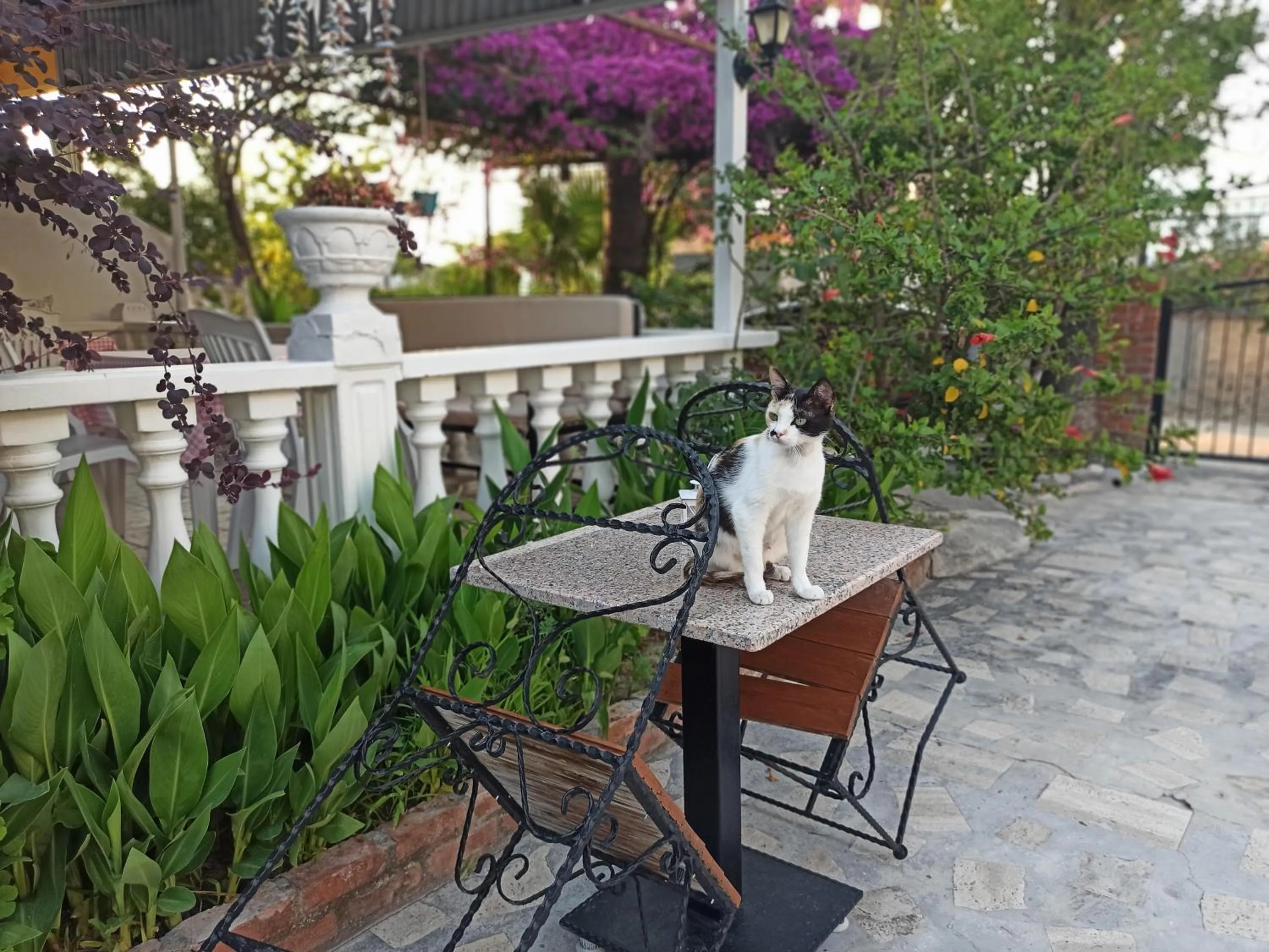 Animals in Işıl Suit Apart Otel