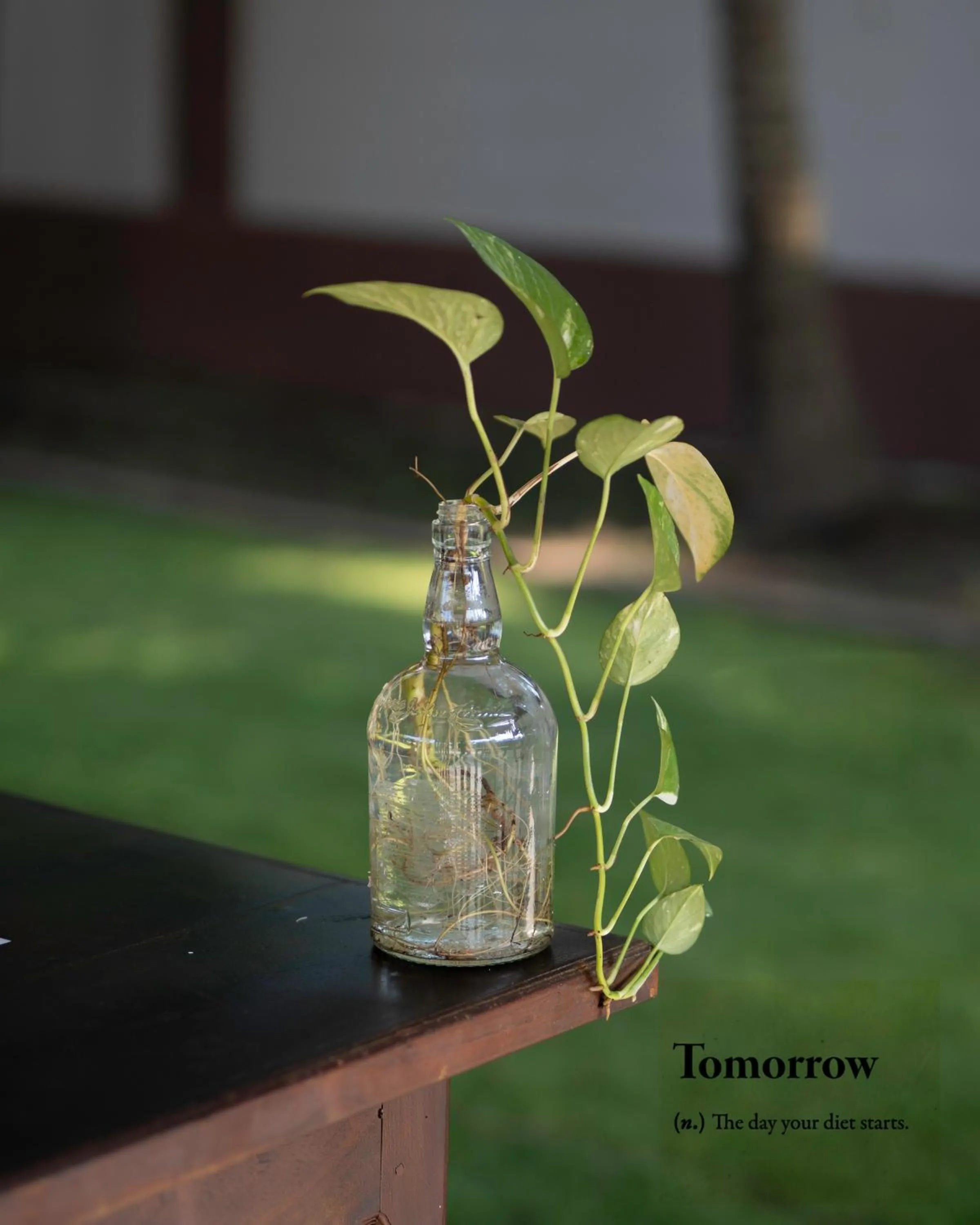 Garden in Sunrise Cabanas