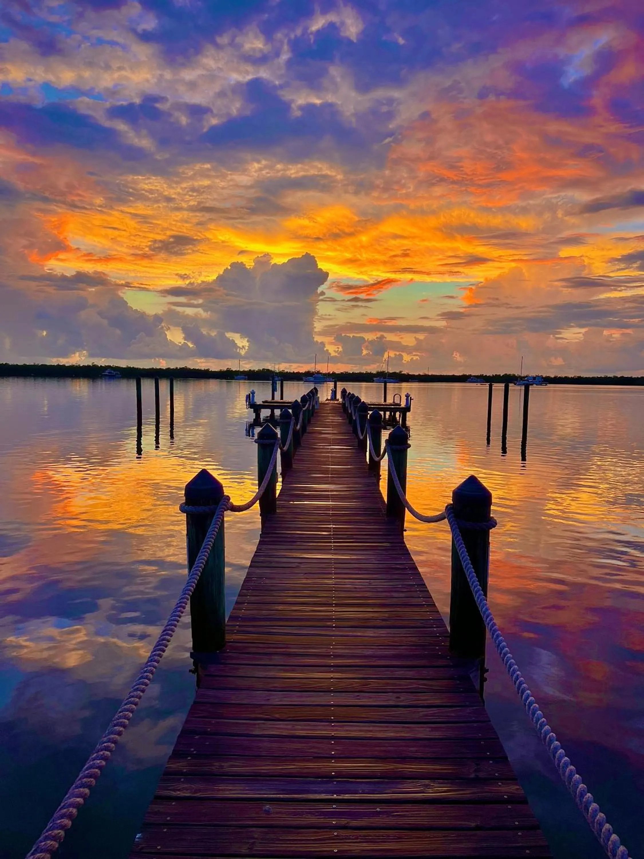 Natural landscape in Coconut Palm Inn