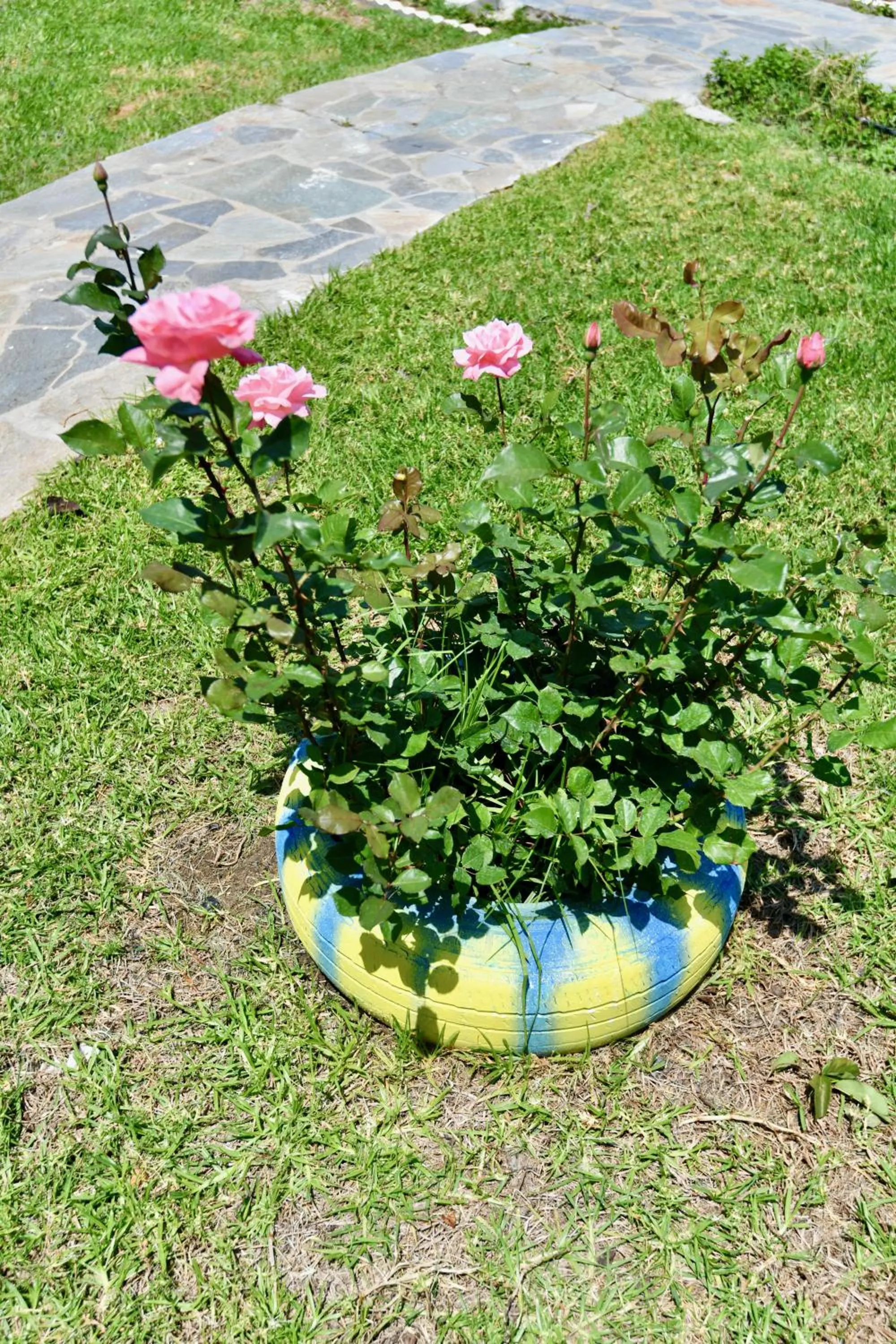 Garden in Summer View