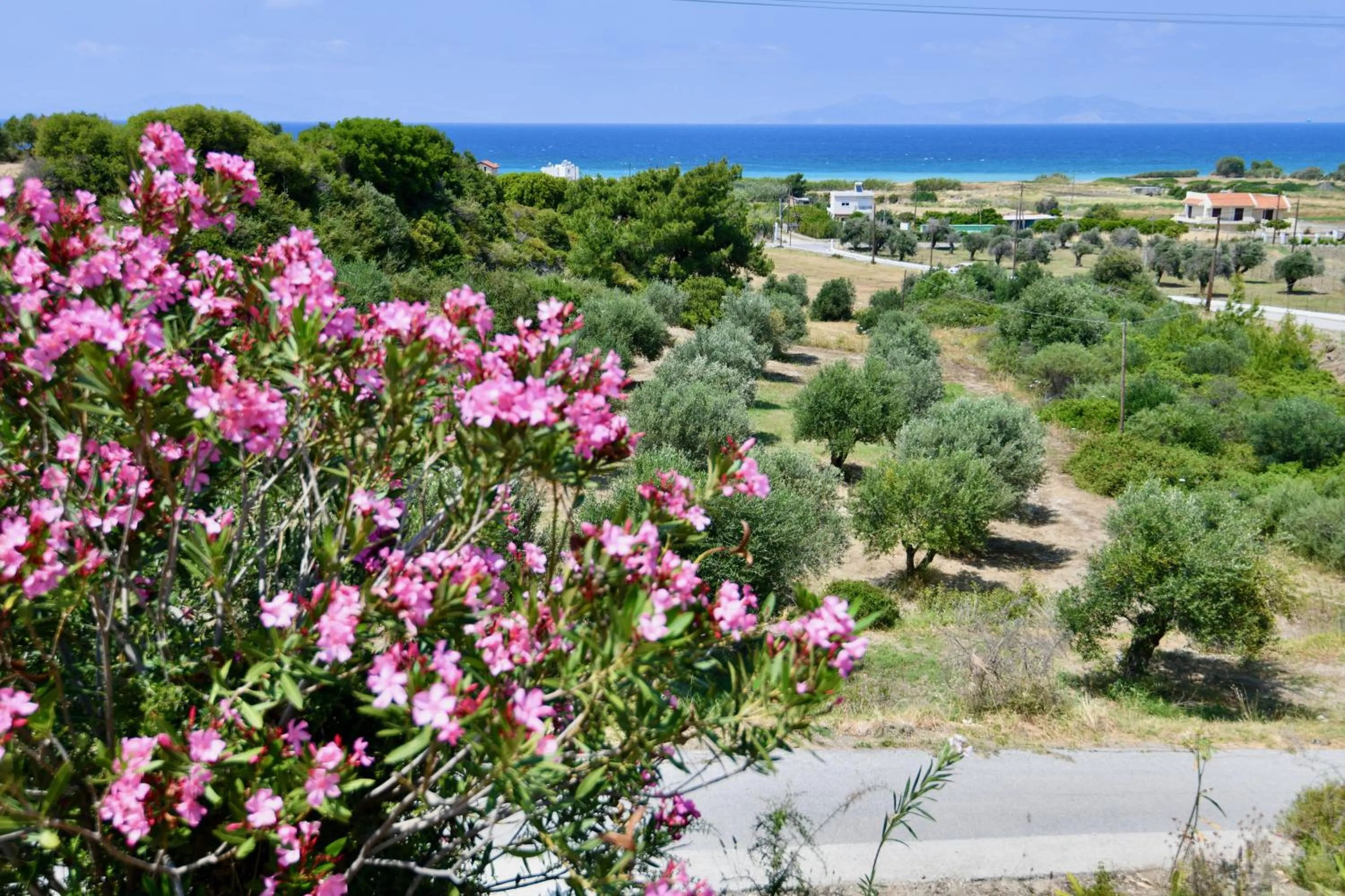 Garden in Summer View