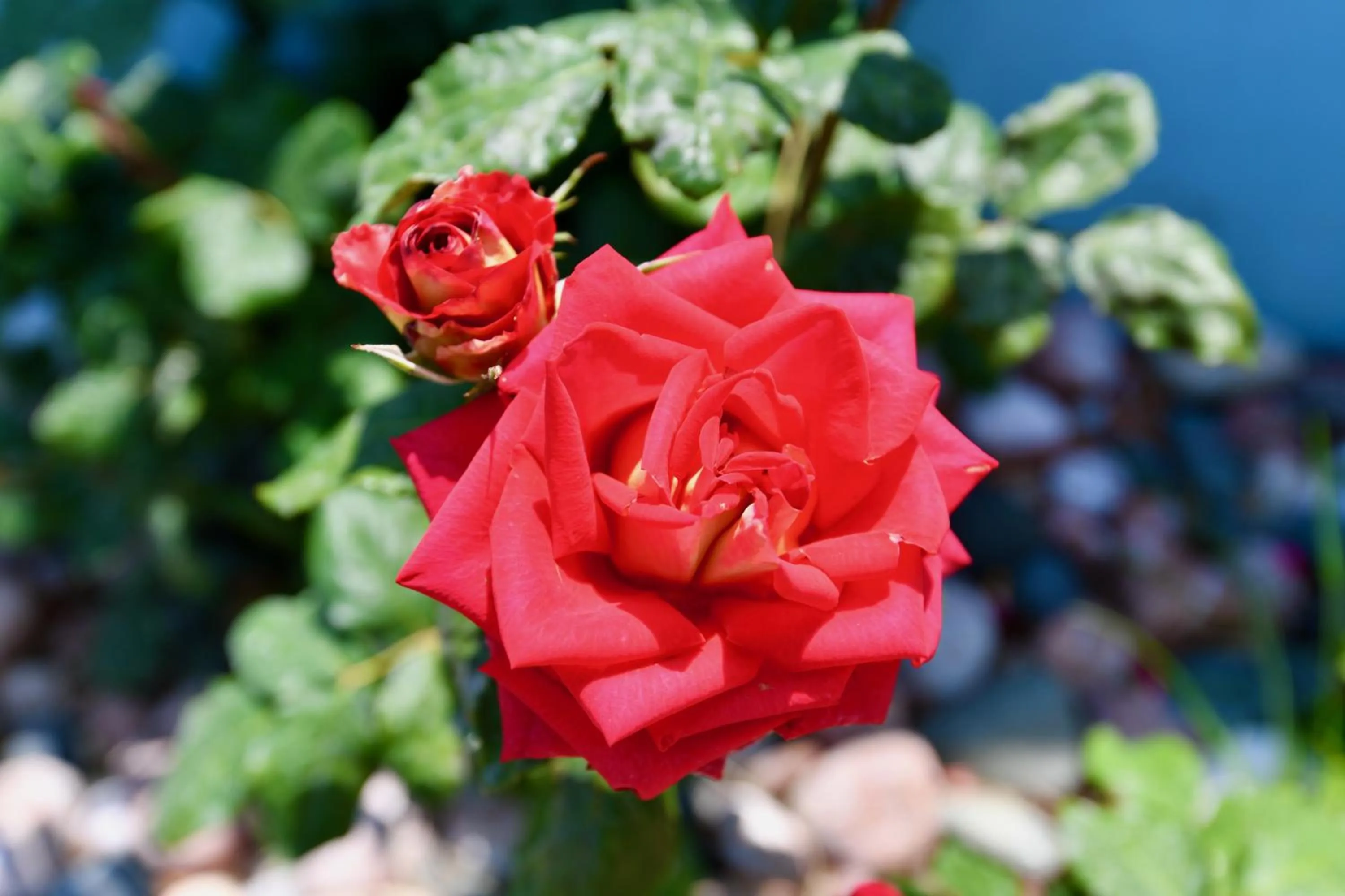 Garden view in Summer View