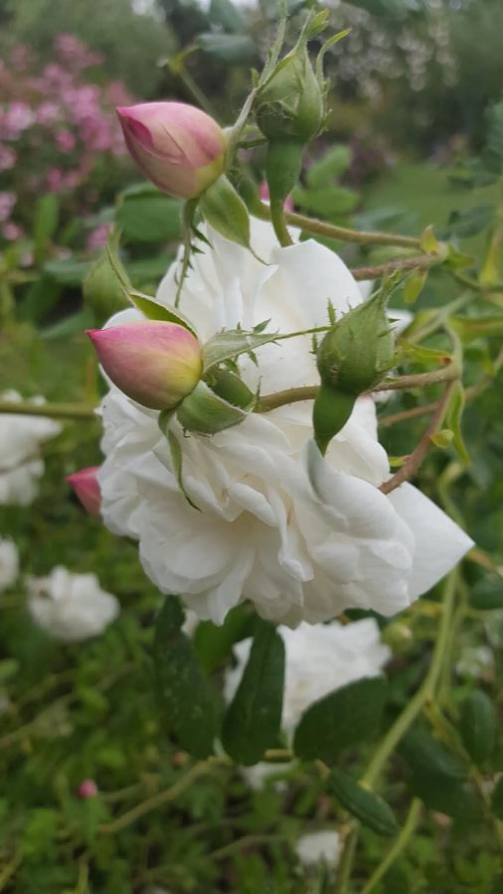 Garden in B&B La Rosa Antica