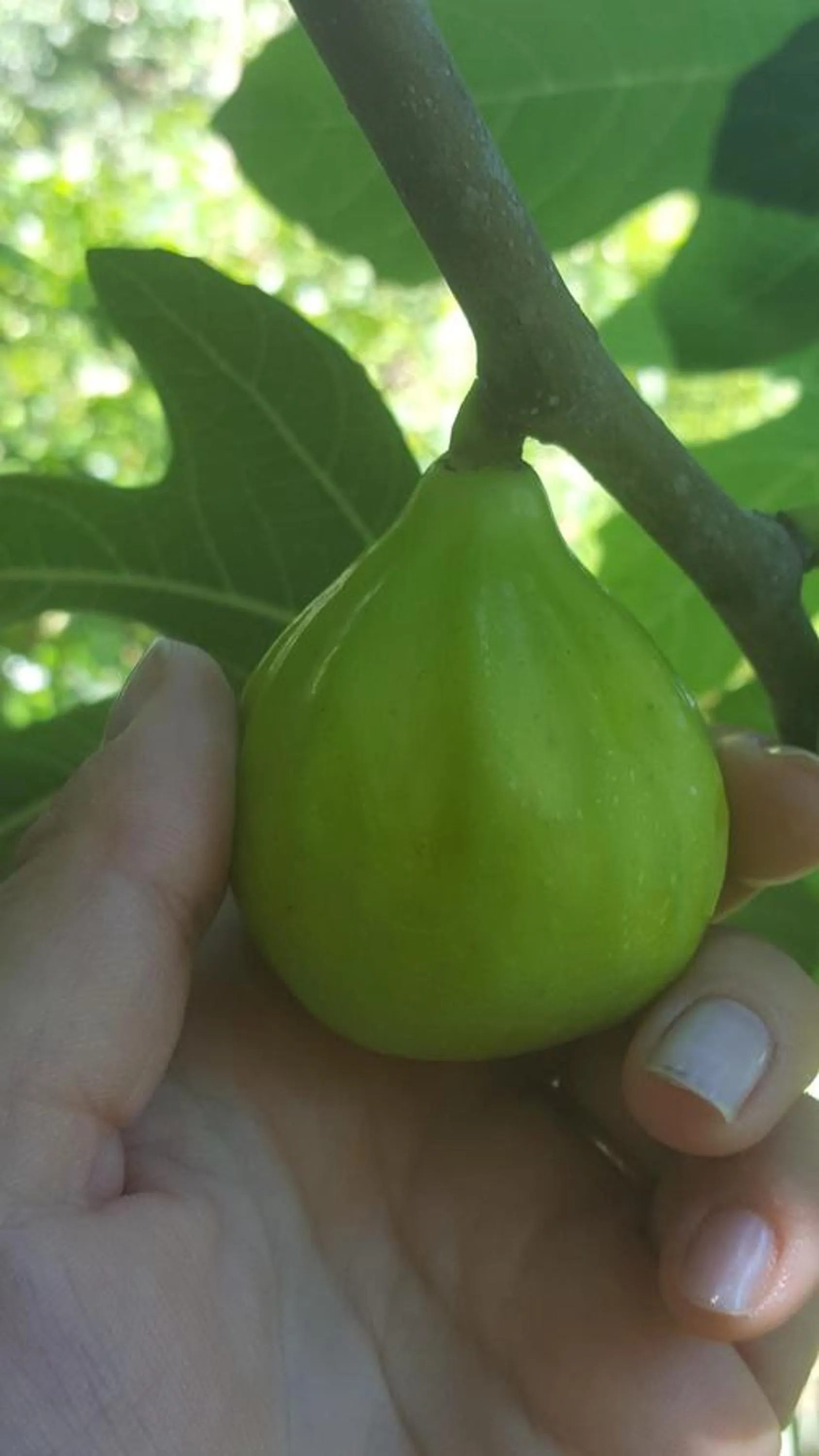 Garden in B&B La Rosa Antica