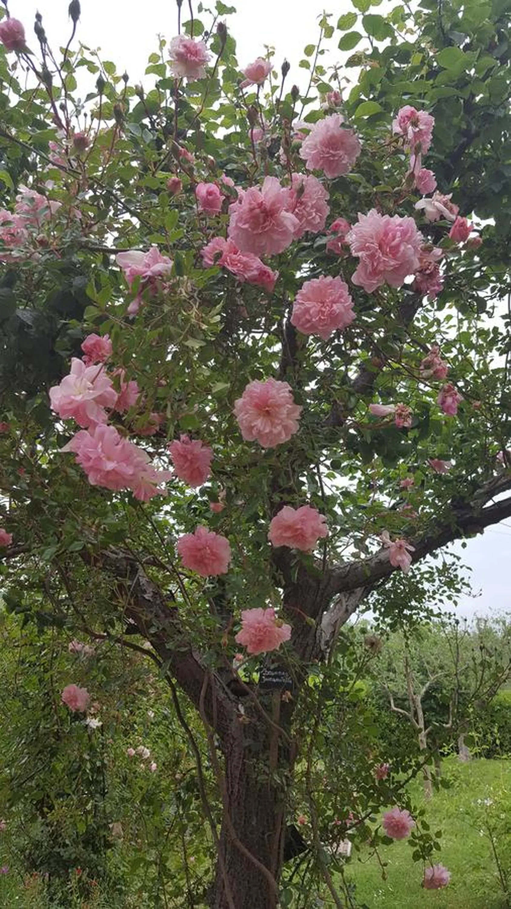 Garden in B&B La Rosa Antica