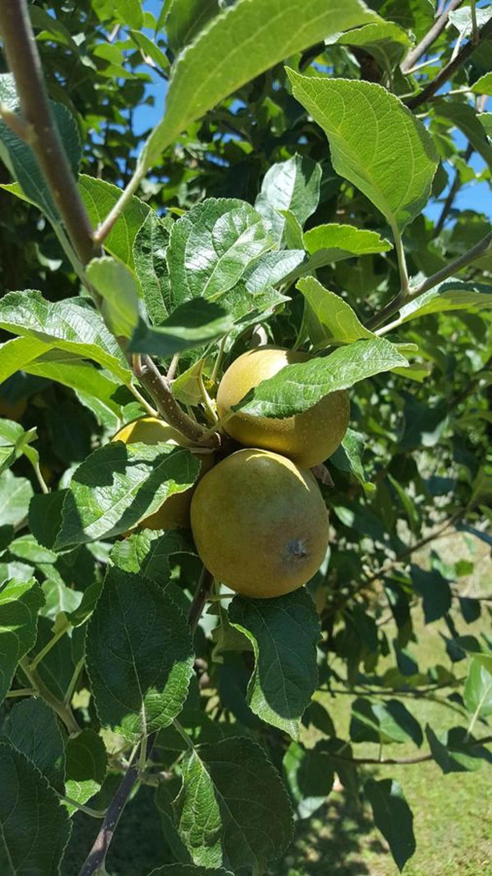 Garden in B&B La Rosa Antica