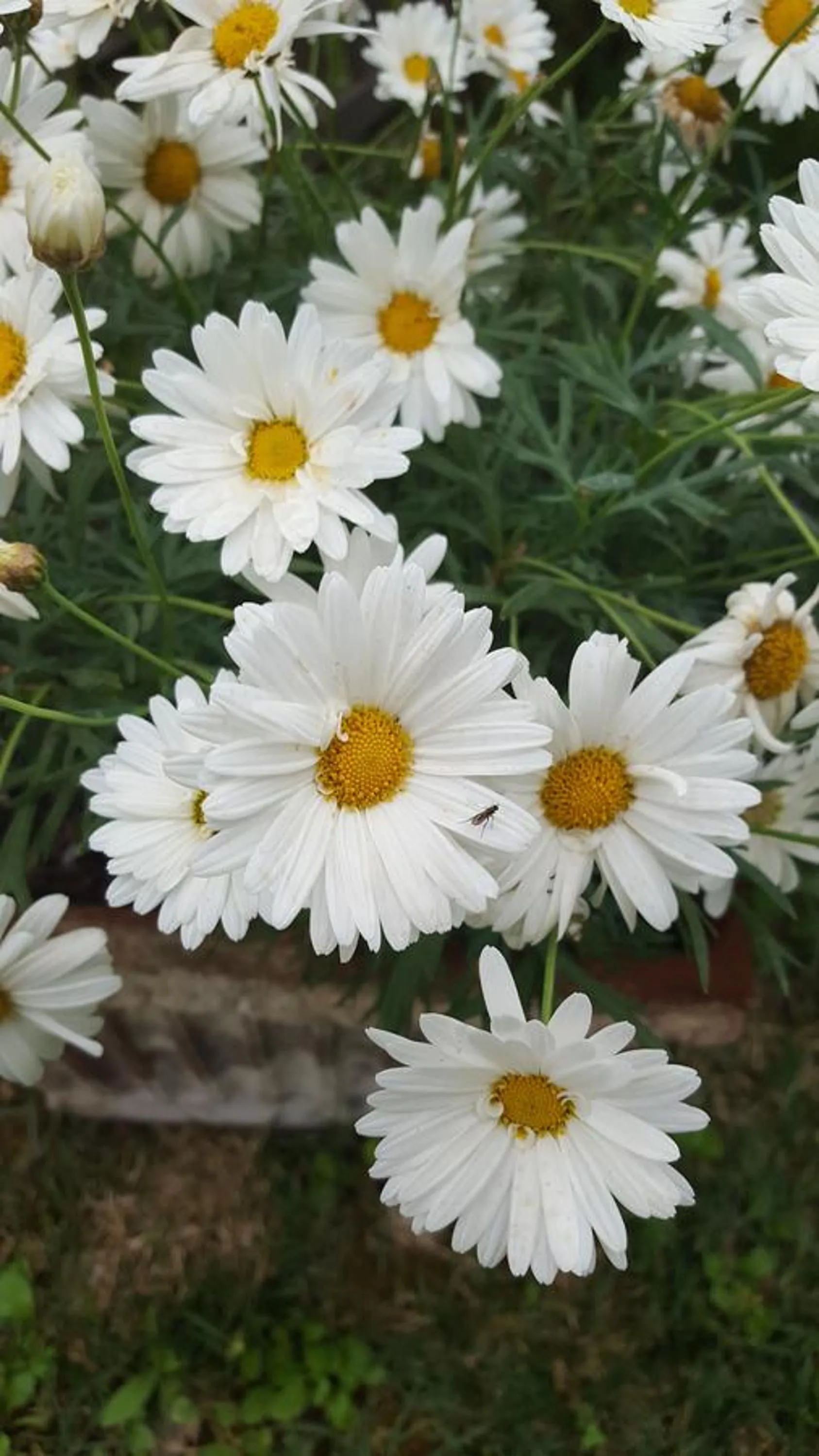 Garden in B&B La Rosa Antica