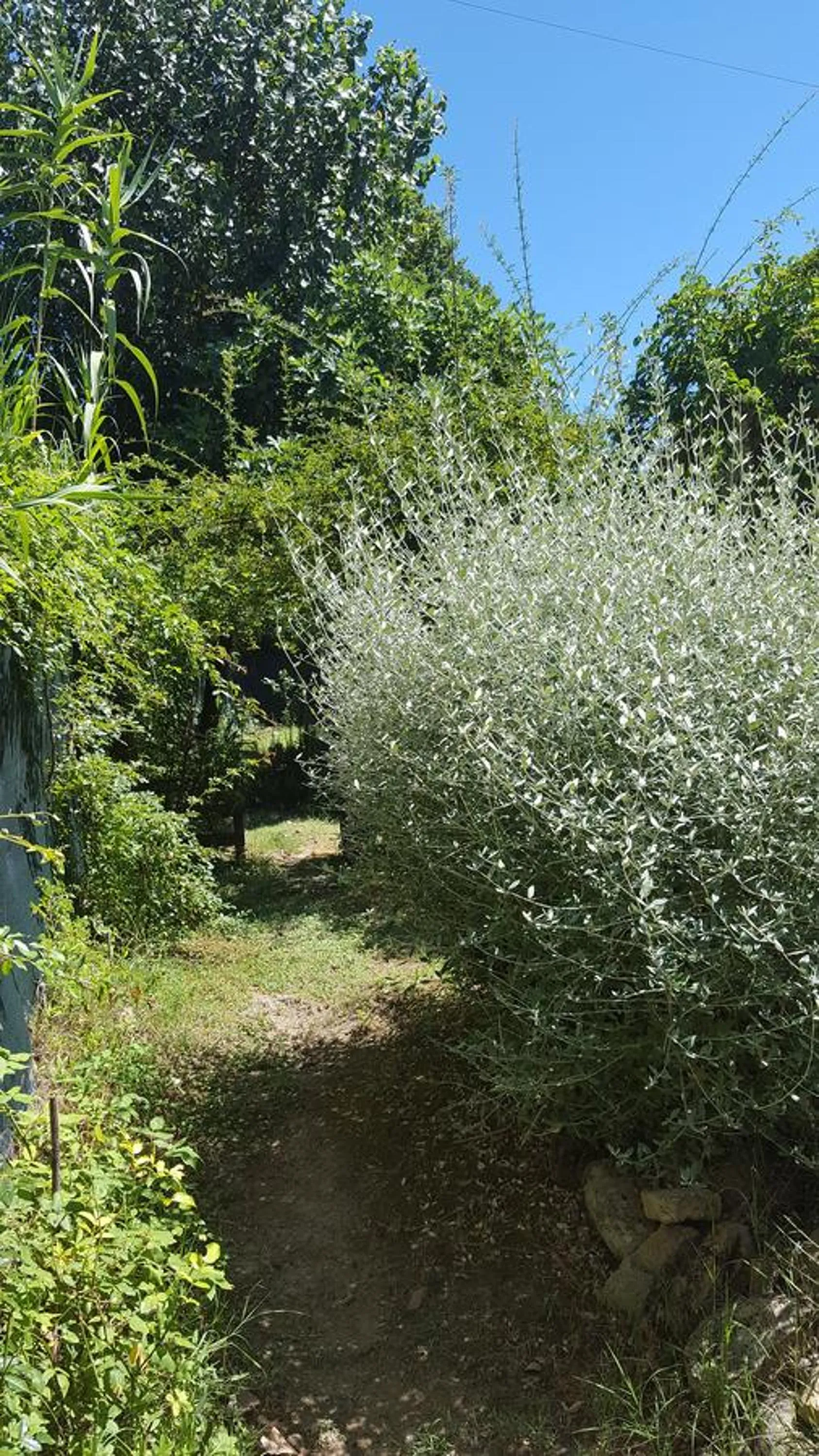 Garden in B&B La Rosa Antica