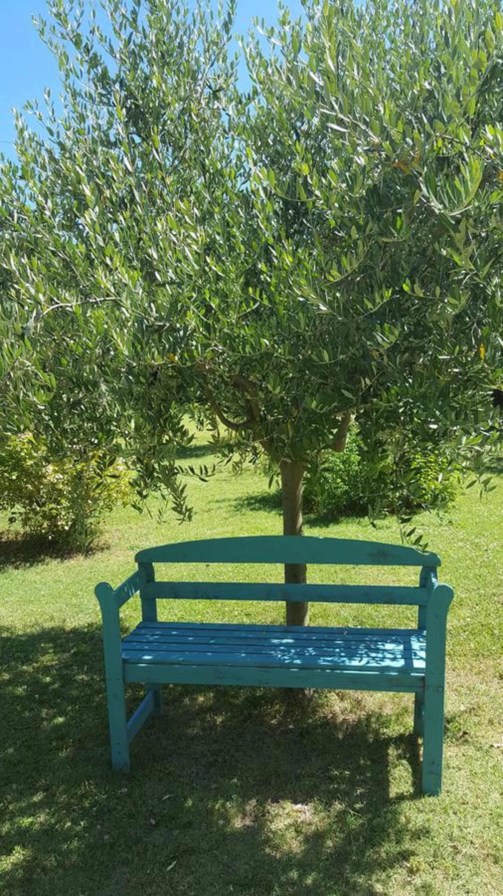 Garden in B&B La Rosa Antica