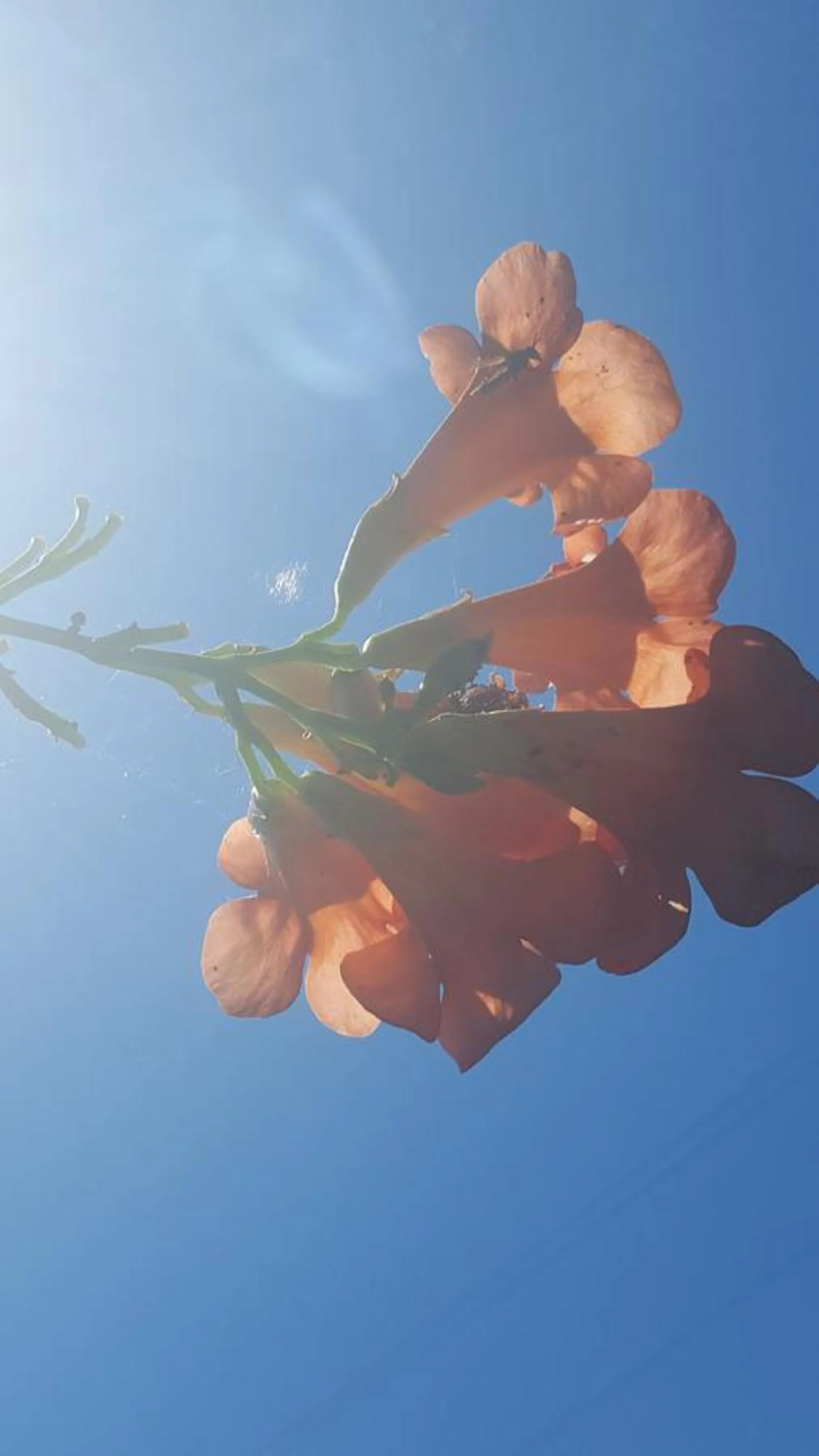 Garden in B&B La Rosa Antica