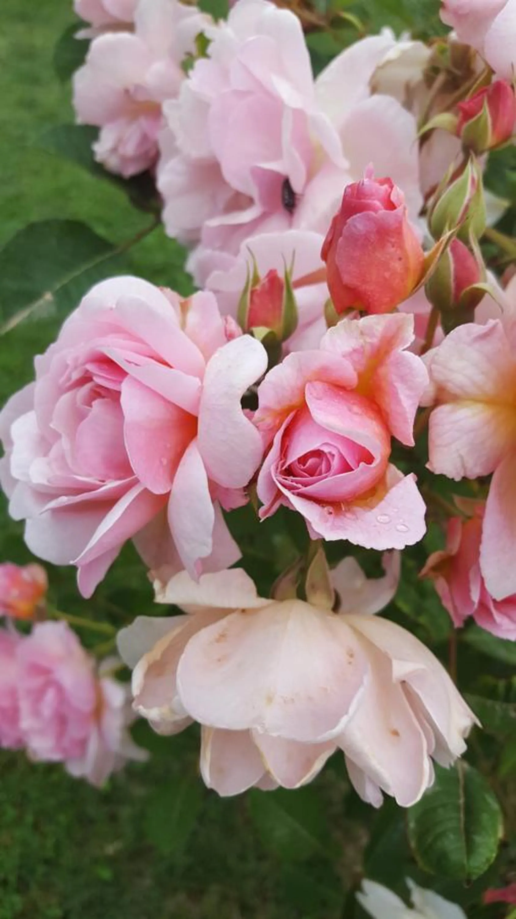 Garden in B&B La Rosa Antica