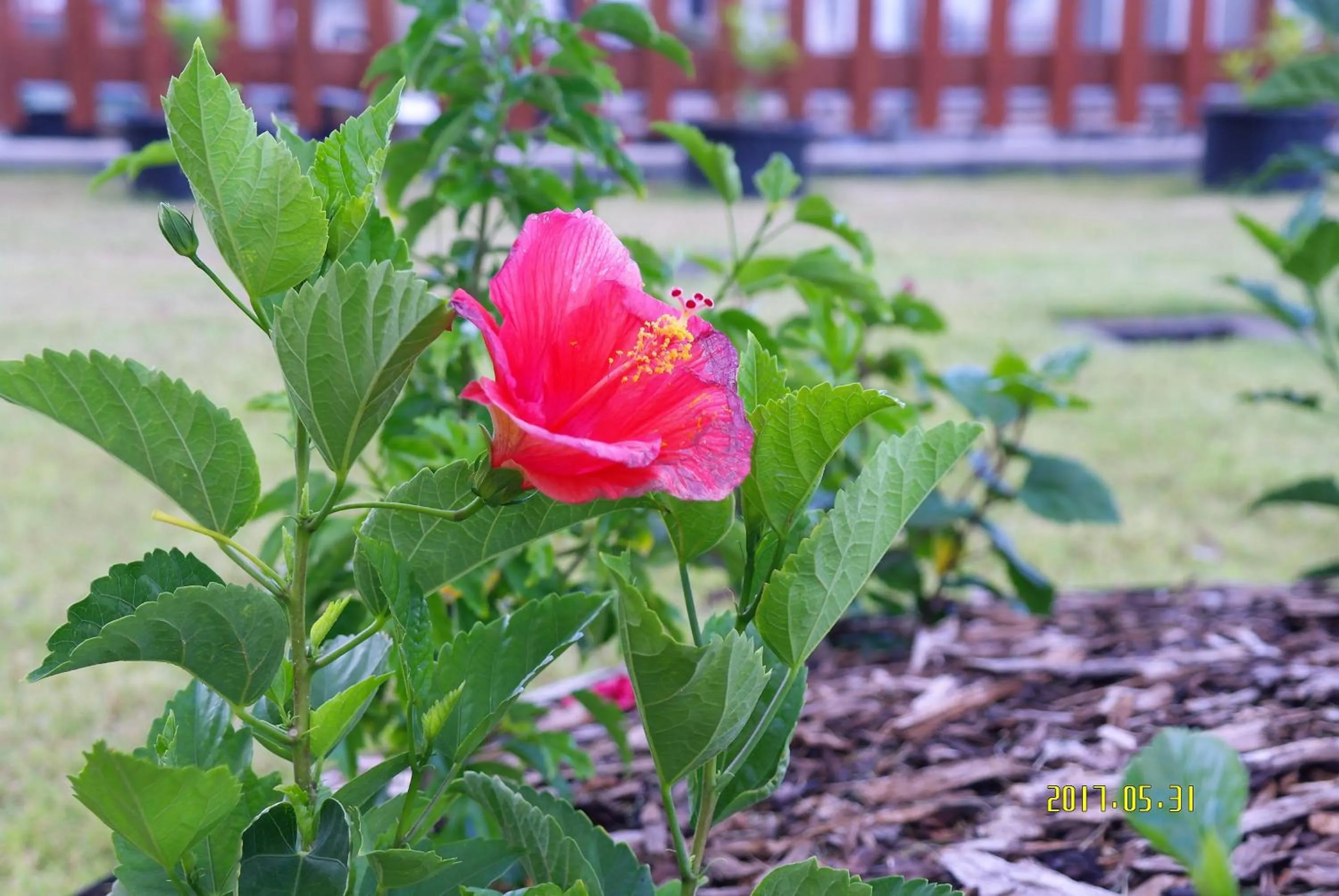 Day in Serenti Hotel Saipan