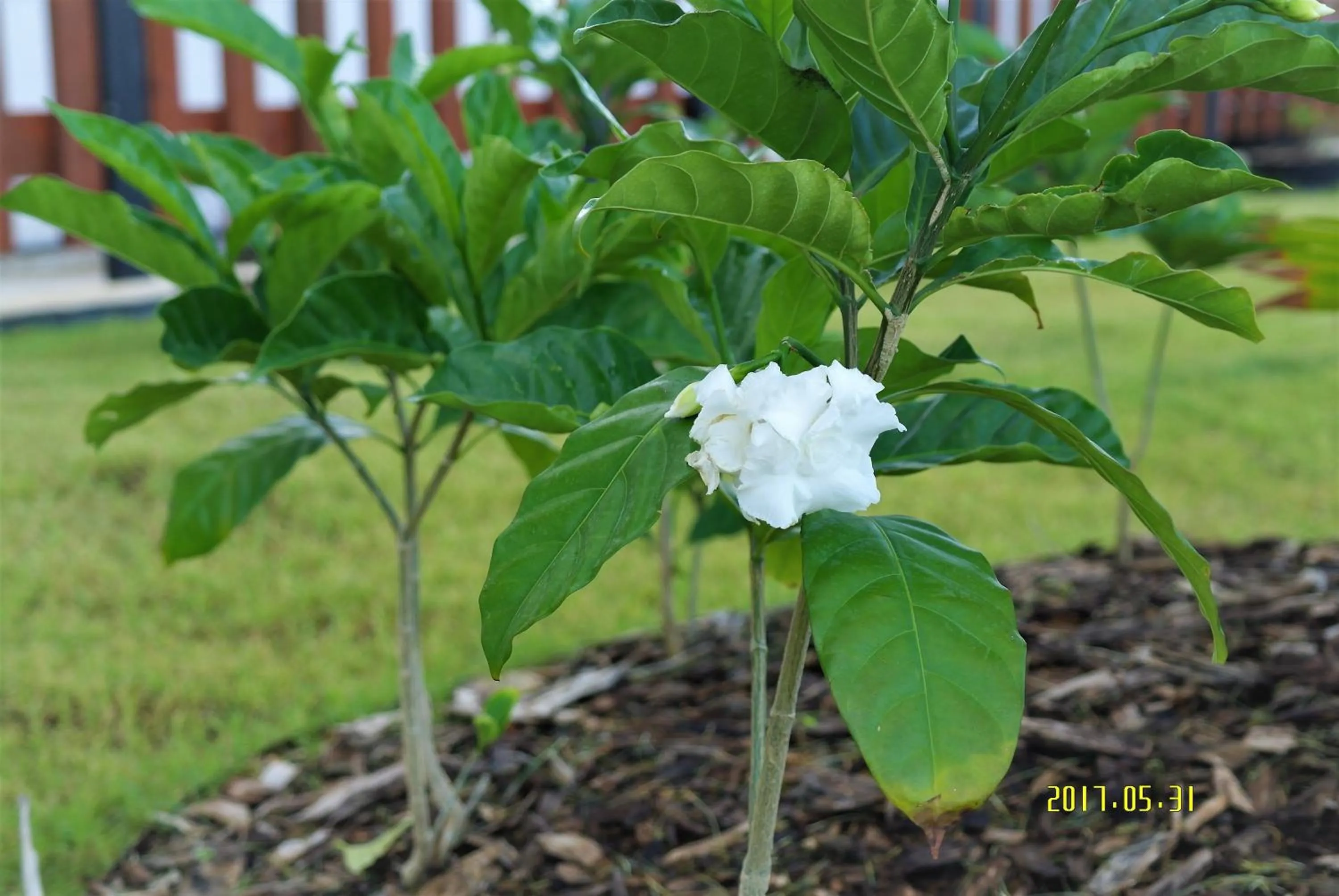 Day in Serenti Hotel Saipan