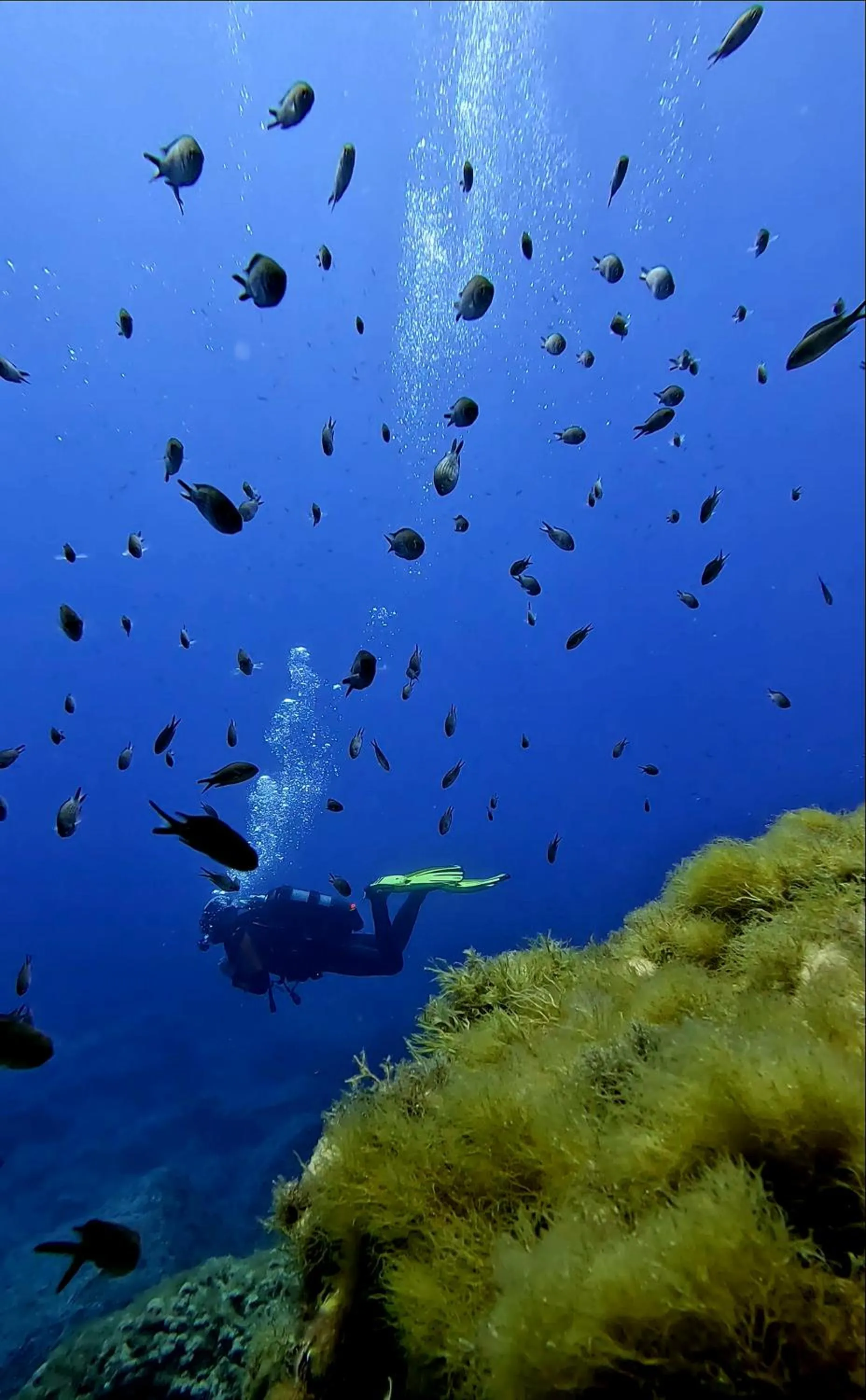 Smy Portocolom - Renovated 2026