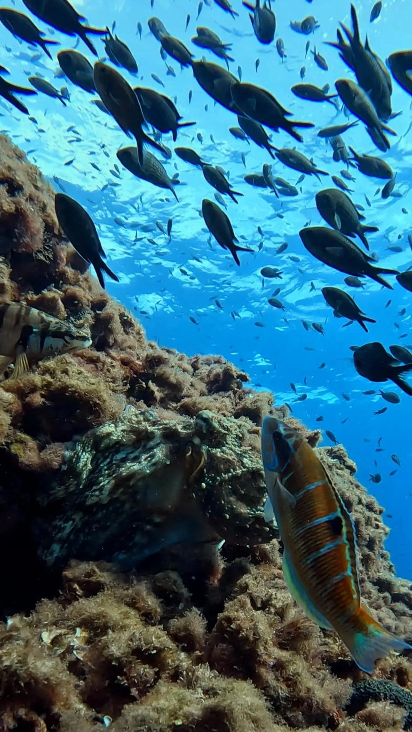 Smy Portocolom - Renovated 2026