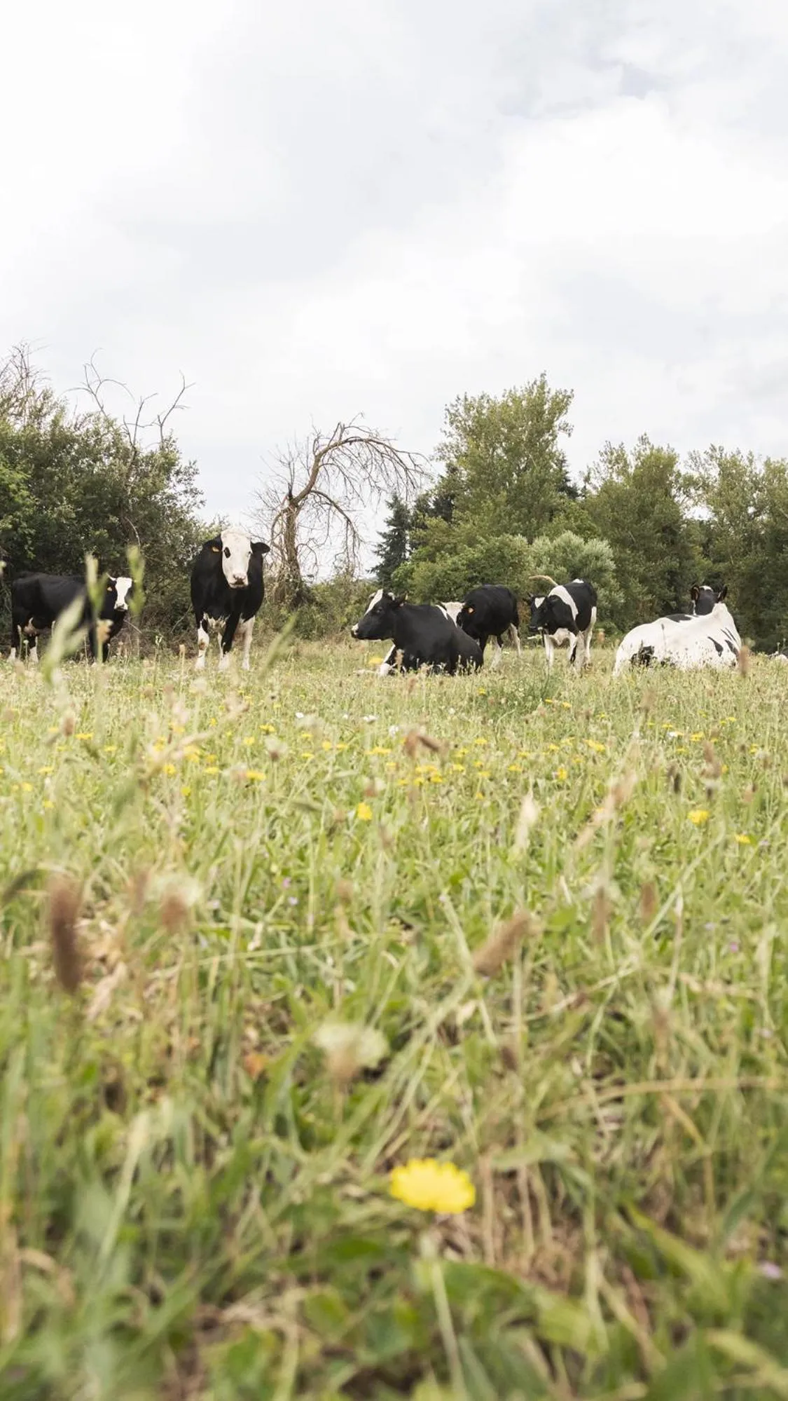 Apartamentos Turísticos Real Valle Ezcaray