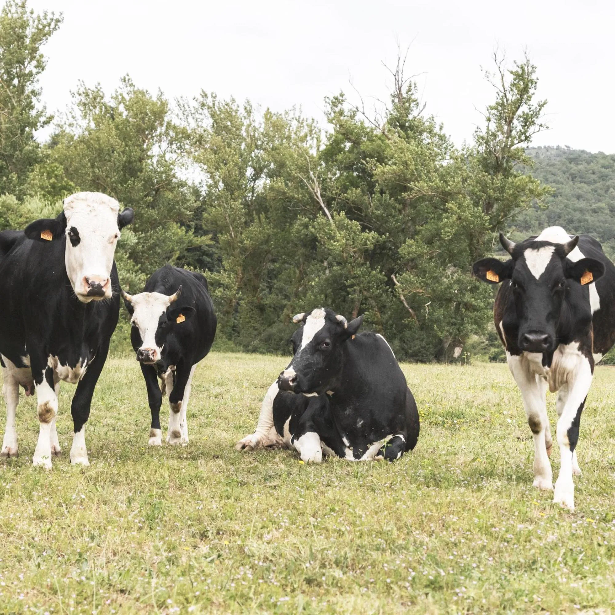 Apartamentos Turísticos Real Valle Ezcaray