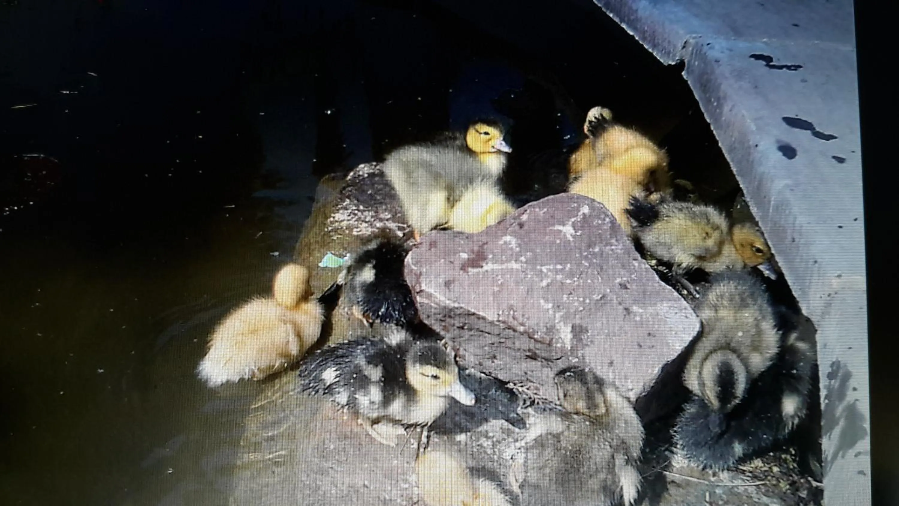 Animals in Bridge Farm Guesthouse rooms