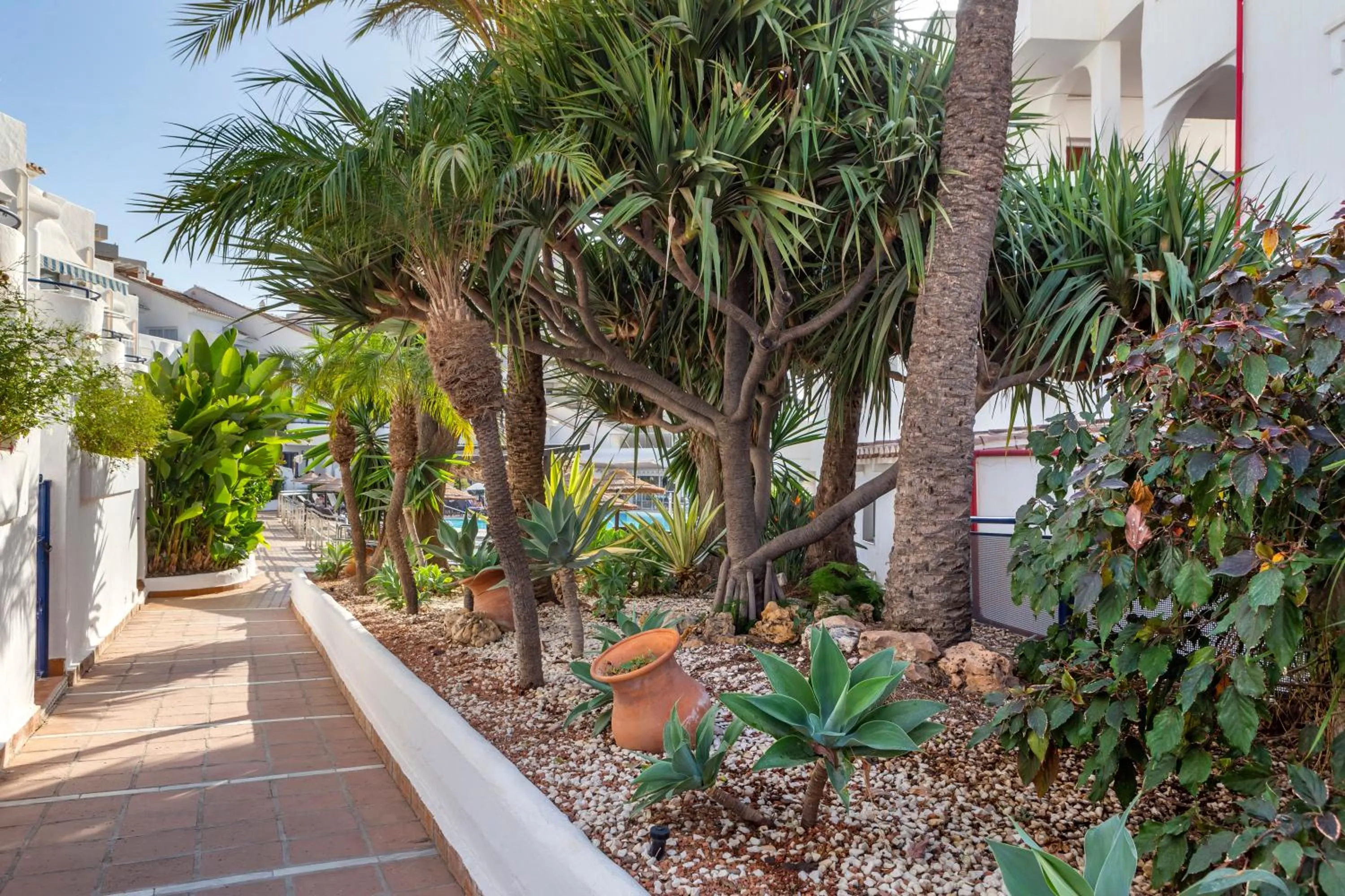 Garden in Sahara Sunset