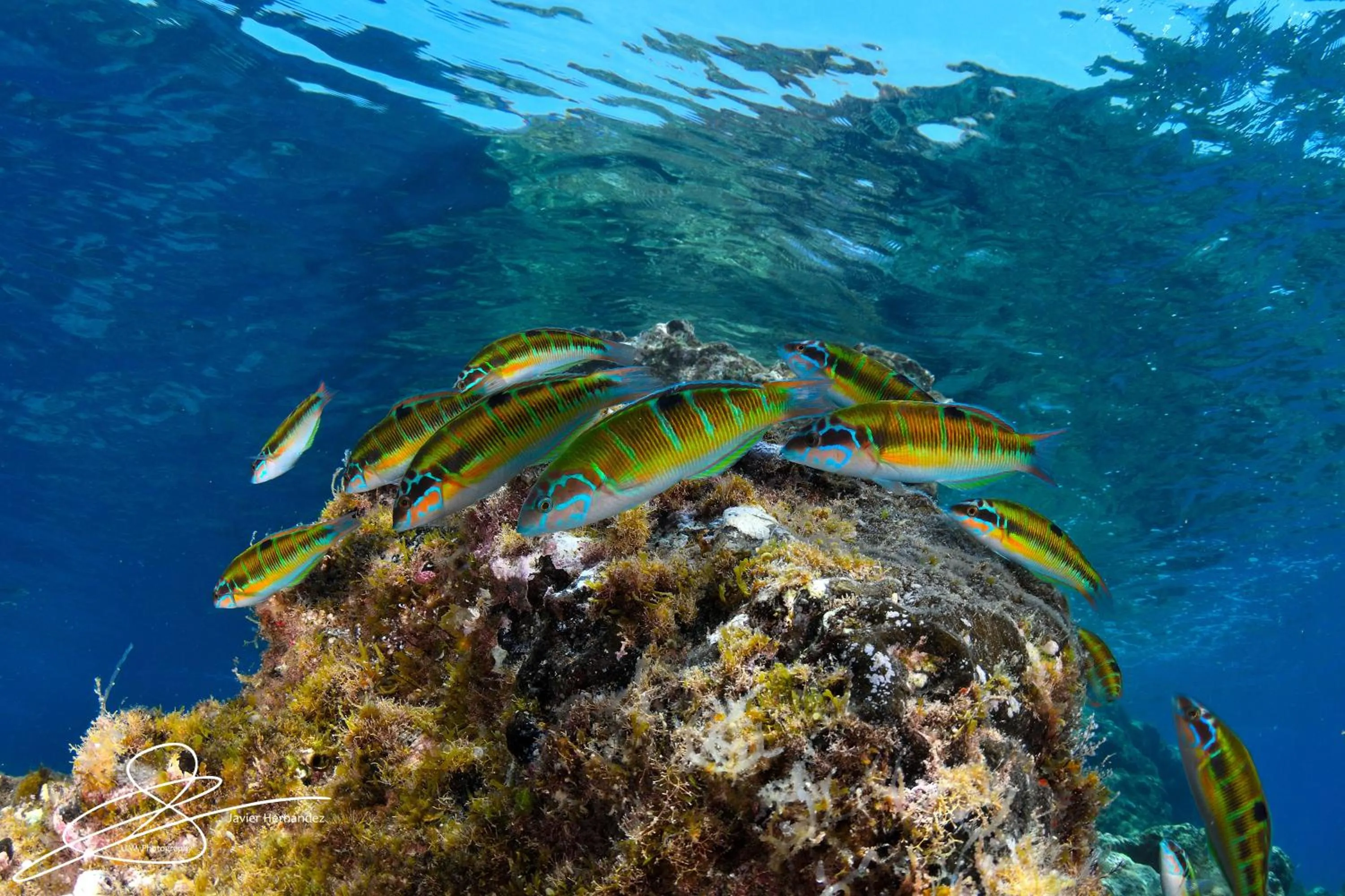 Diving in Aparthotel Costa Volcán & Spa