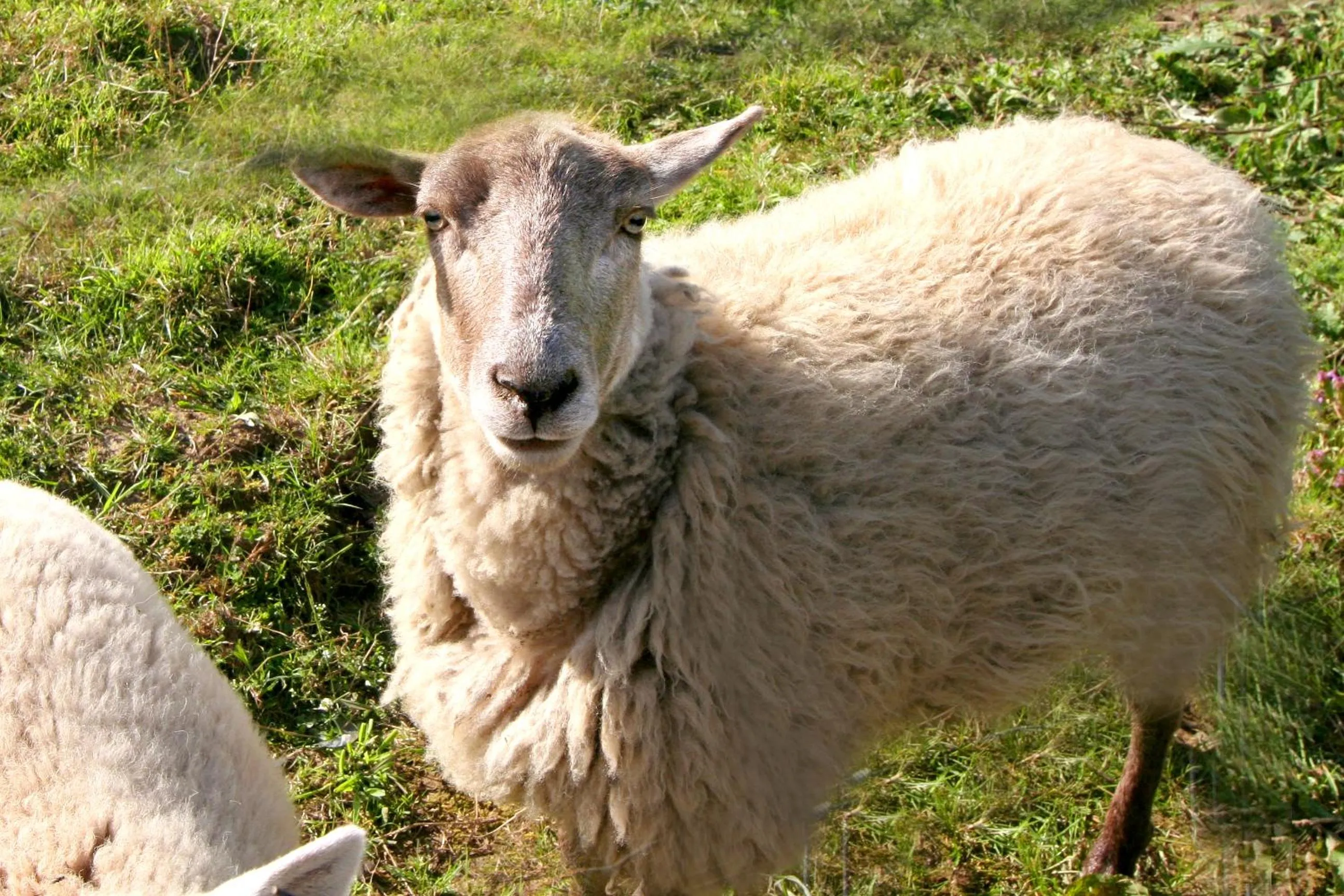 Penzion Muflon