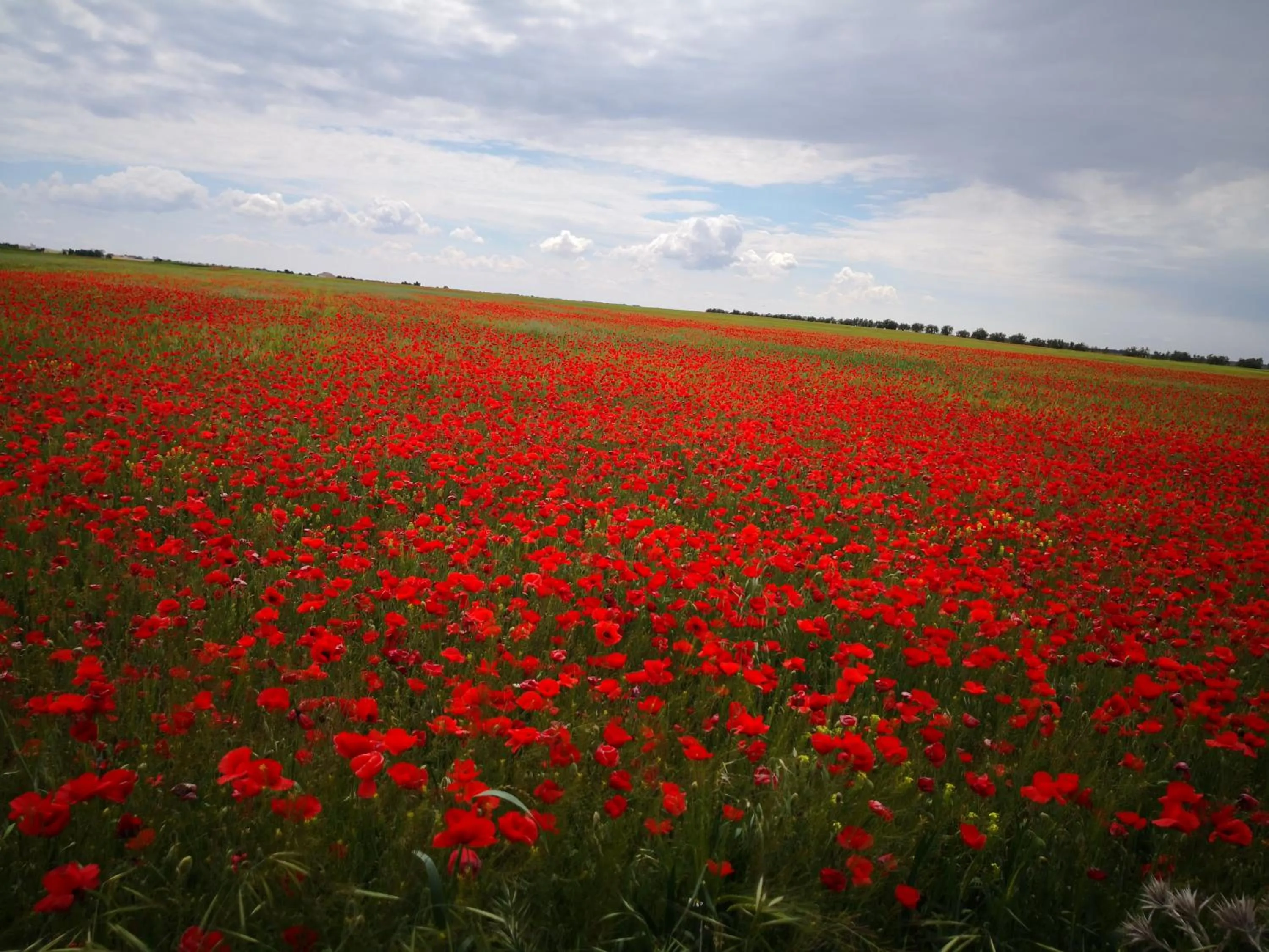 Natural landscape in Hosteria Tierrallana by Juypehotel