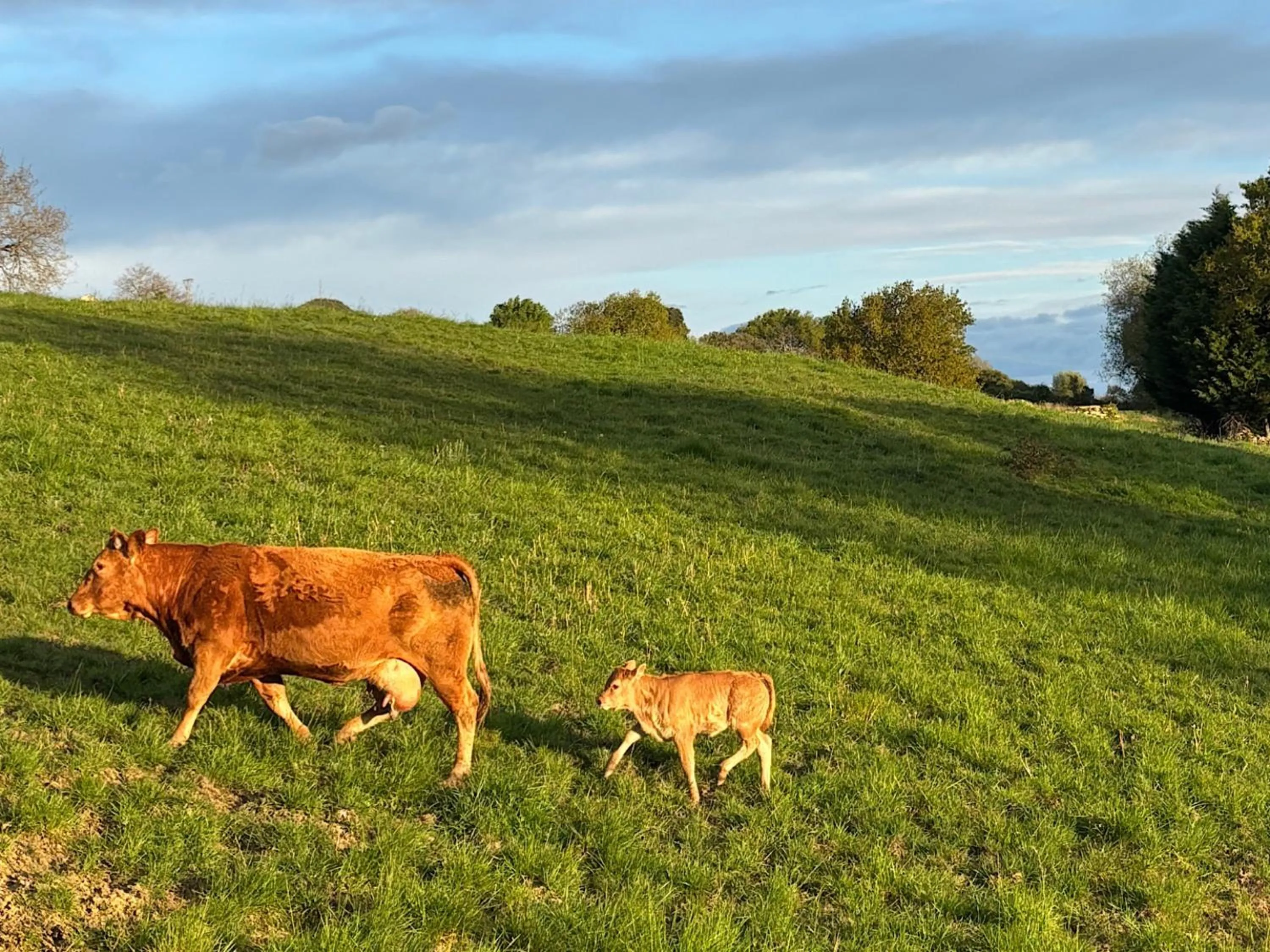 Garden view in Hotel Casona Los Caballeros