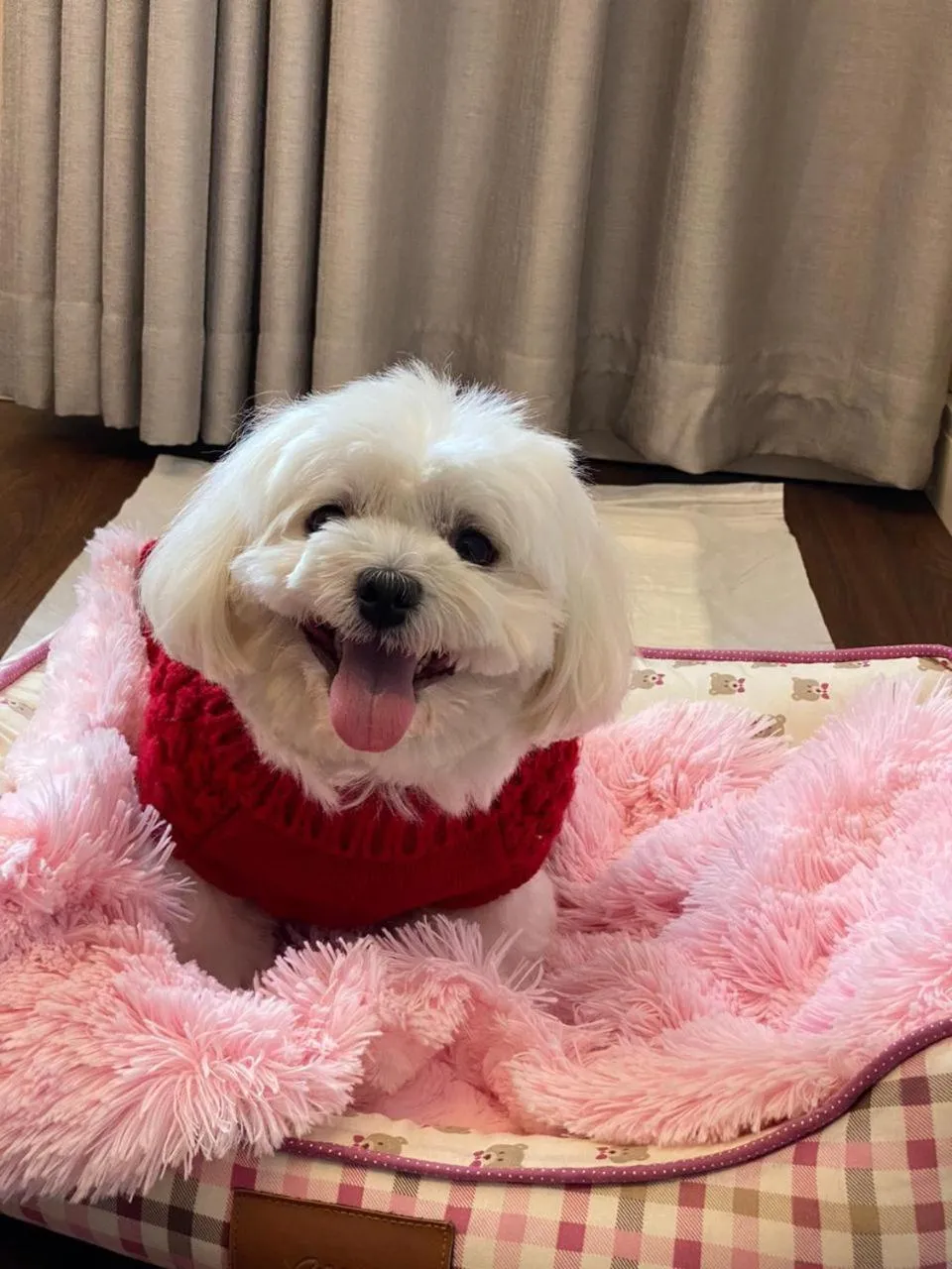 Pets in Sol Ipanema Hotel