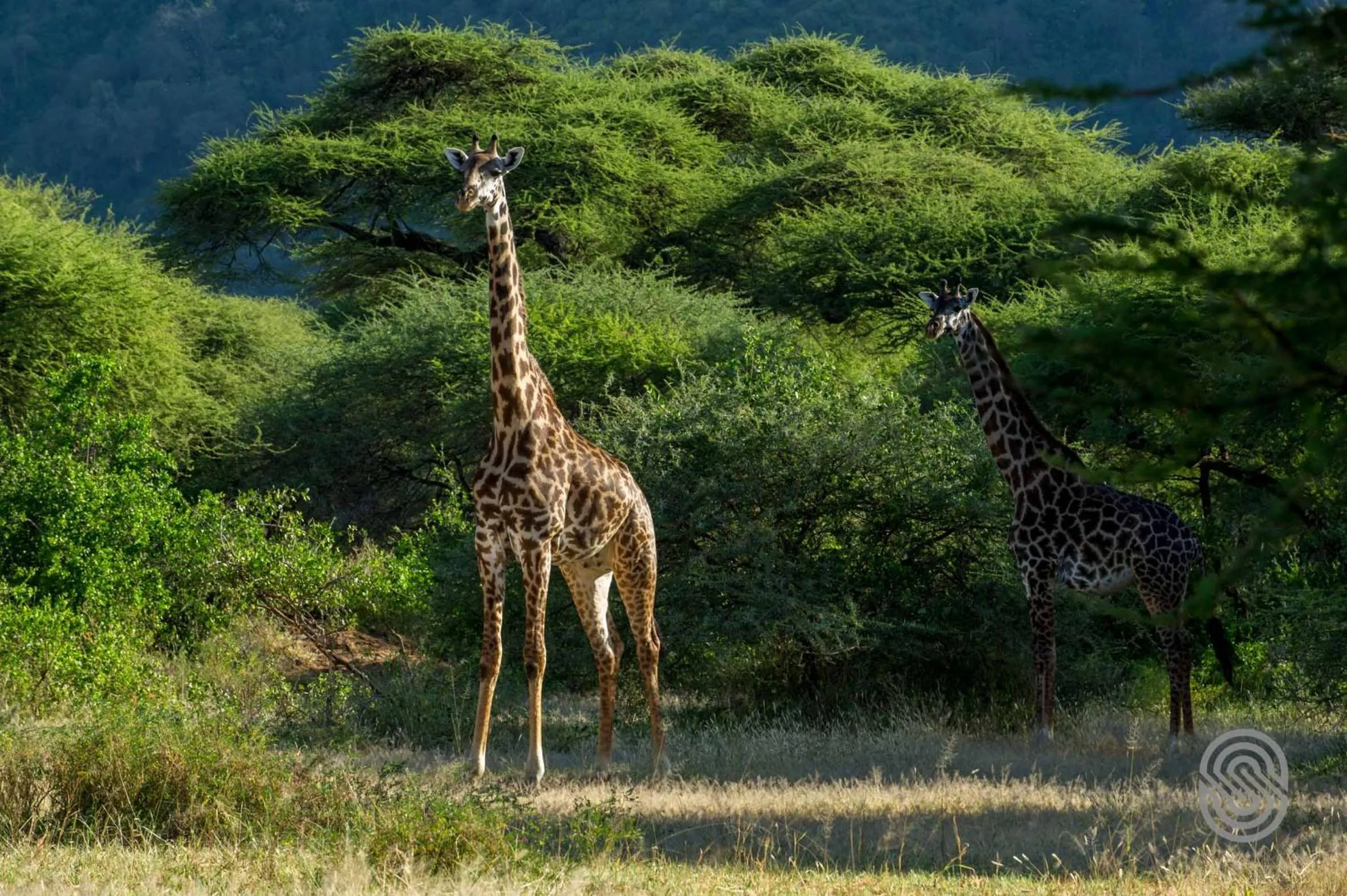 Activities in Lake Manyara Serena Safari Lodge