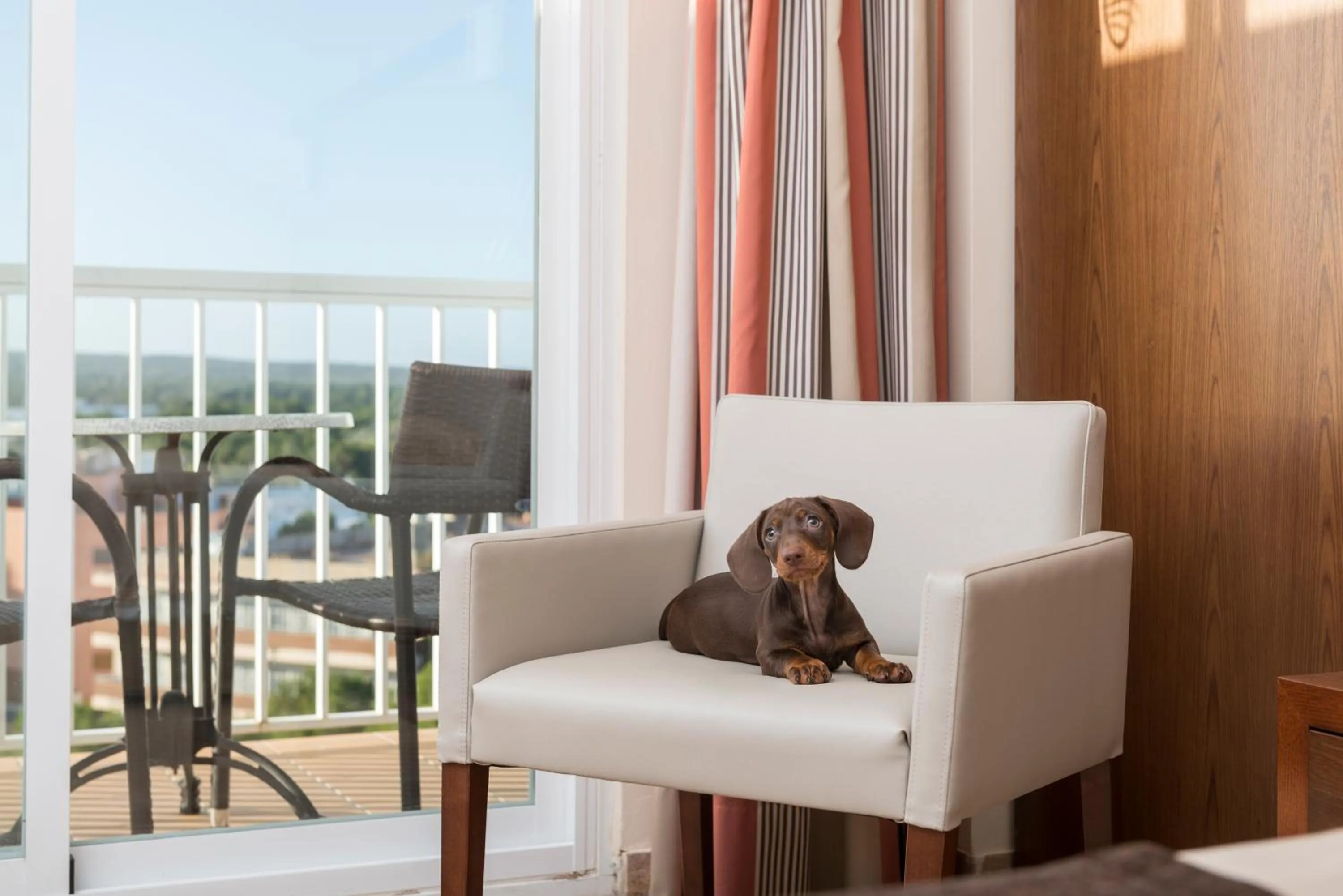 Pets in Hotel Torre Azul & Spa - Adults Only
