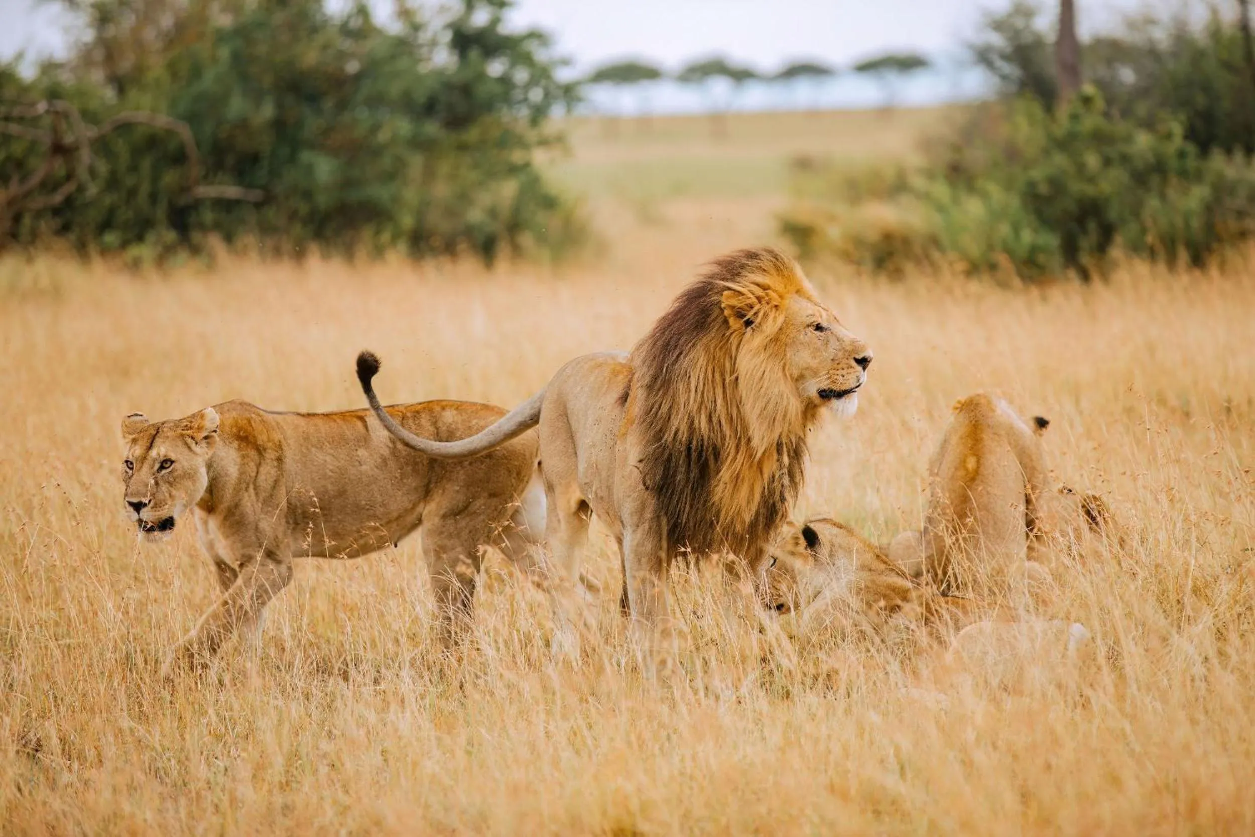 Animals in Kirawira Serena Camp