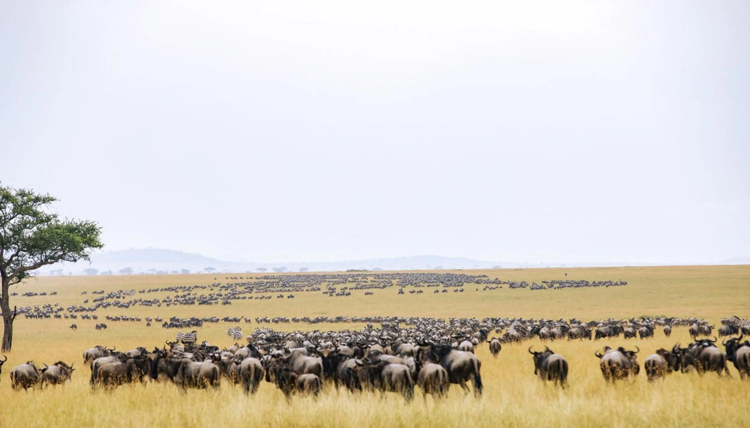 Animals in Kirawira Serena Camp