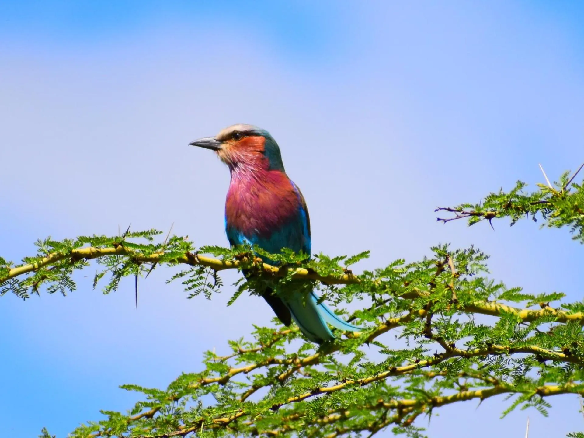 Bird's eye view in Lake Elmenteita Serena Camp