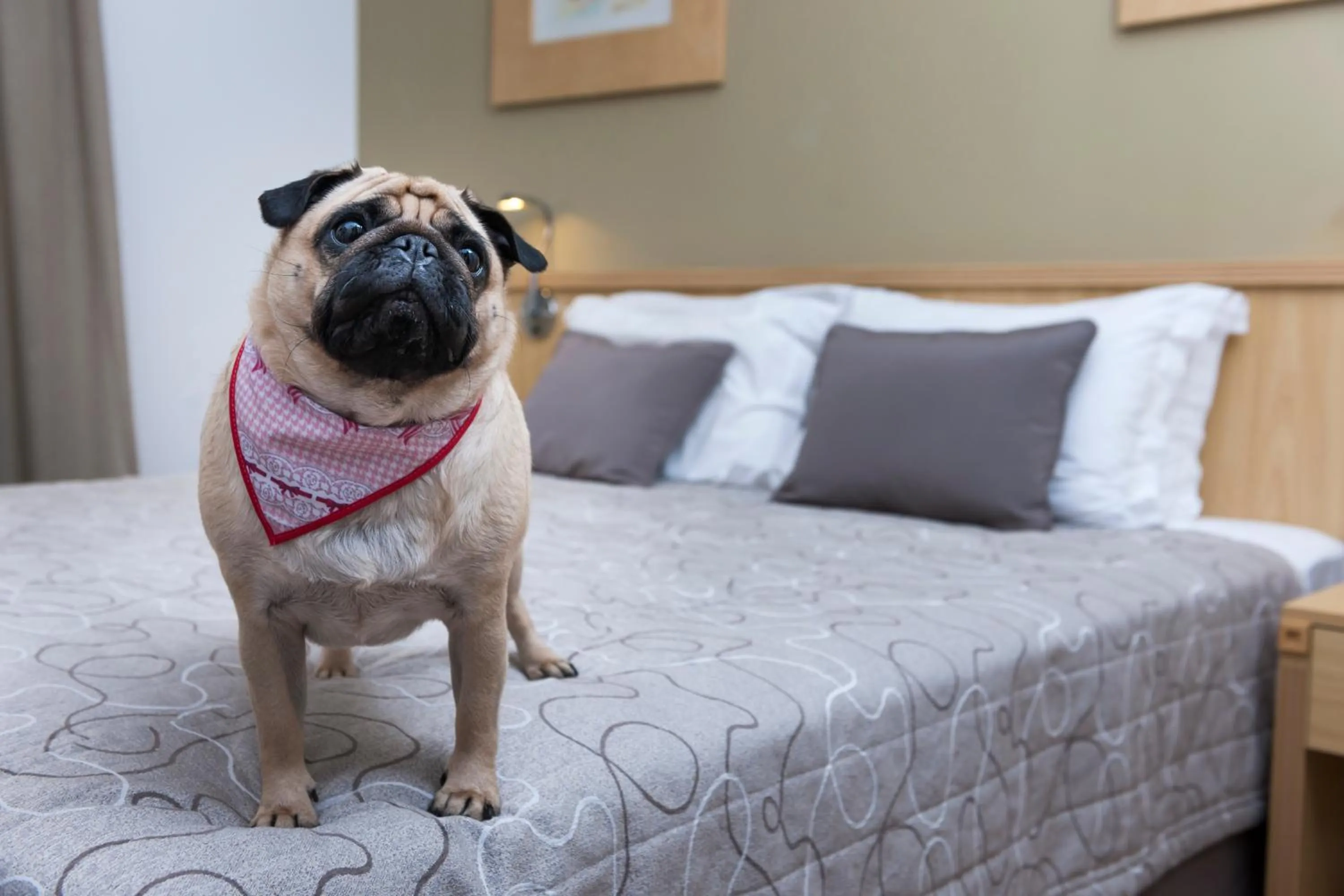 Pets, Bed in Matiz Jaguariúna